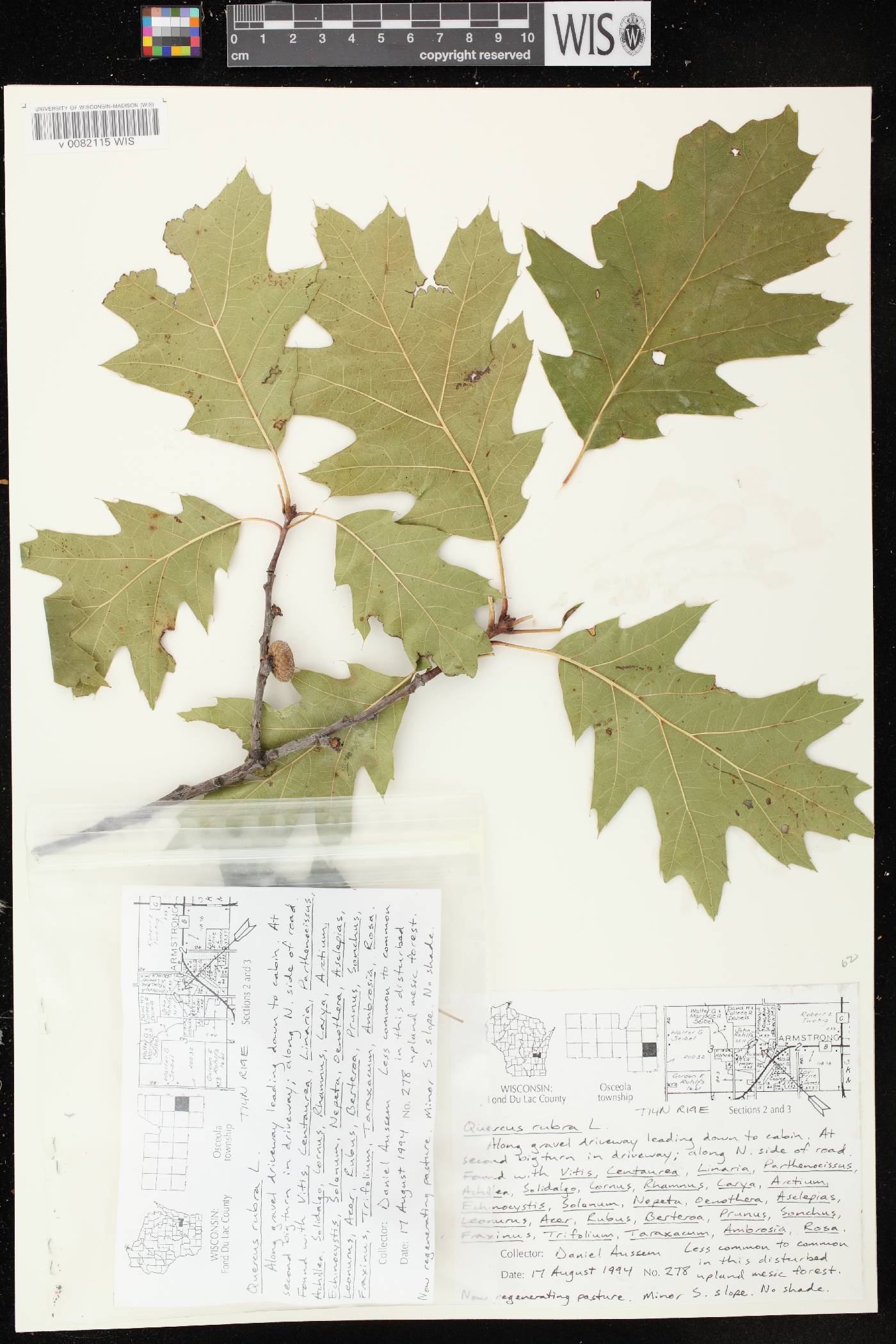 Quercus rubra image