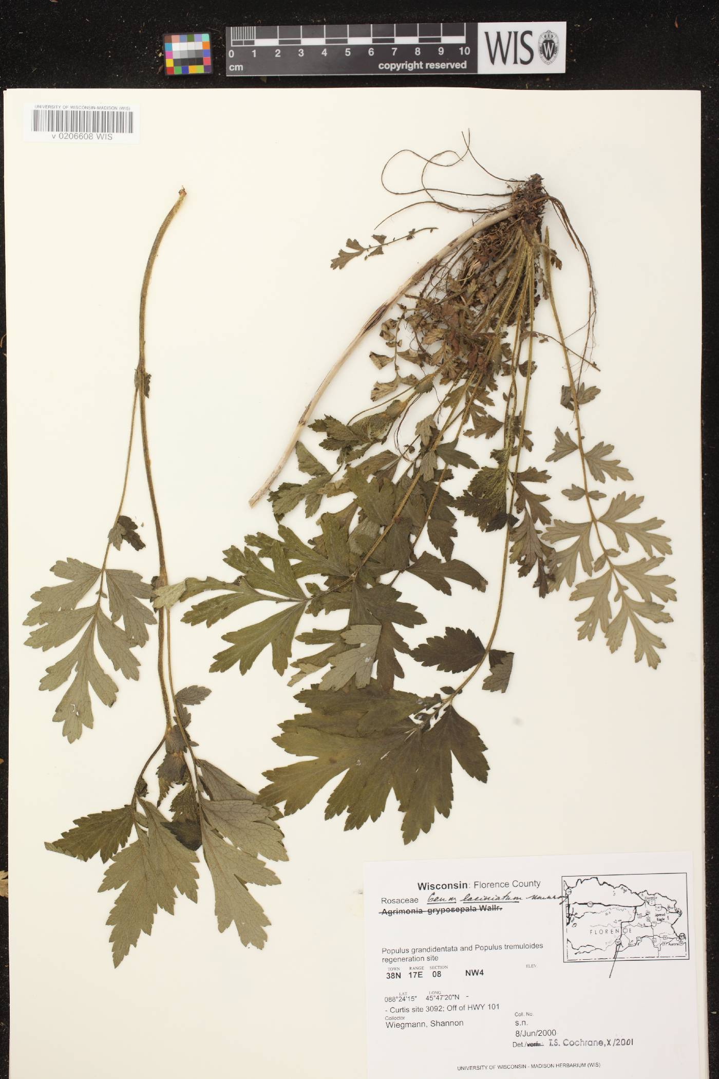 Geum laciniatum image