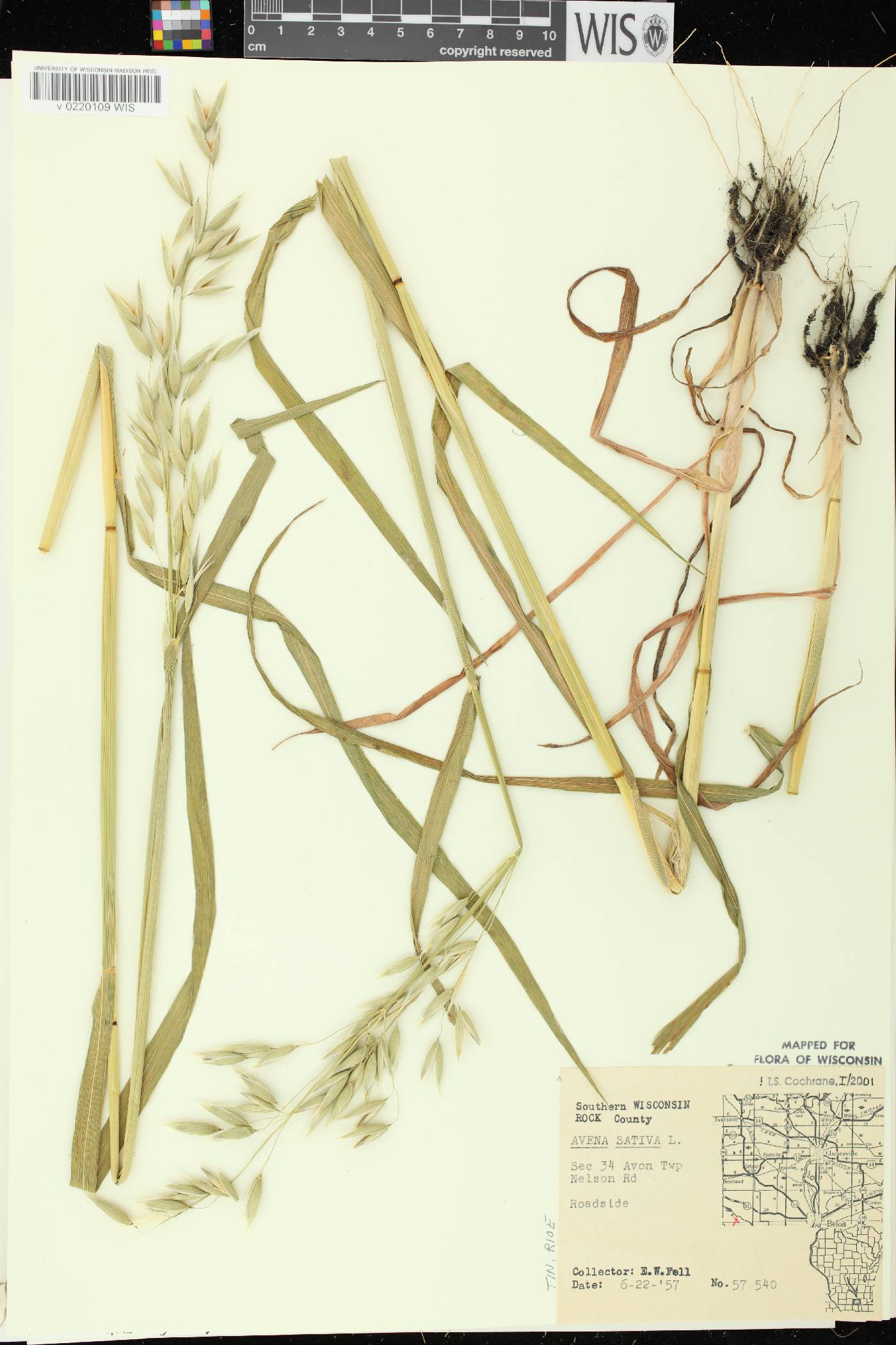 Avena sativa image