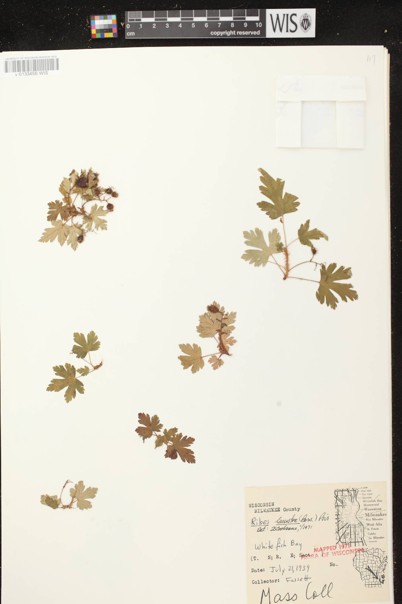 Ribes lacustre image