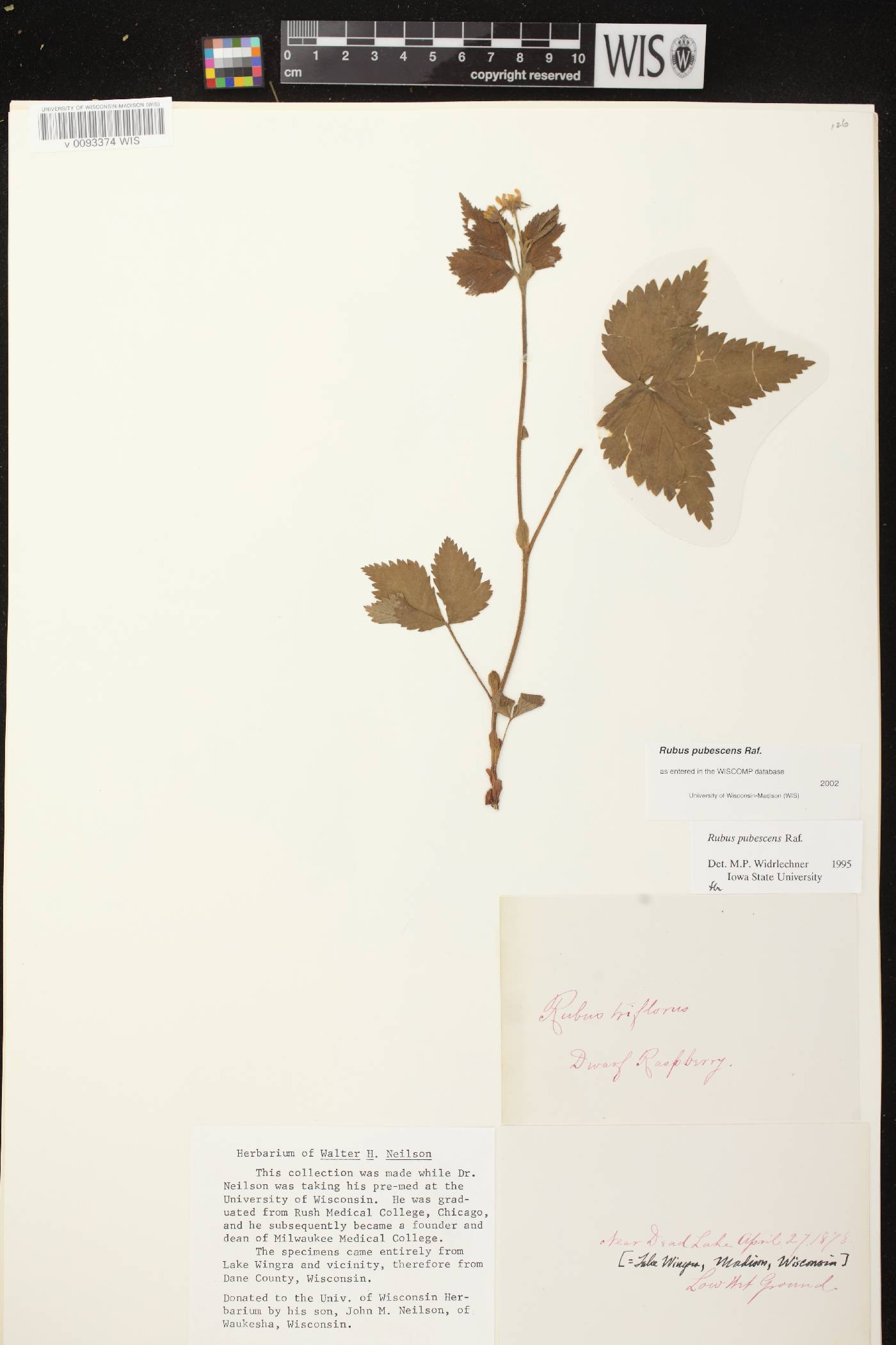 Rubus pubescens image