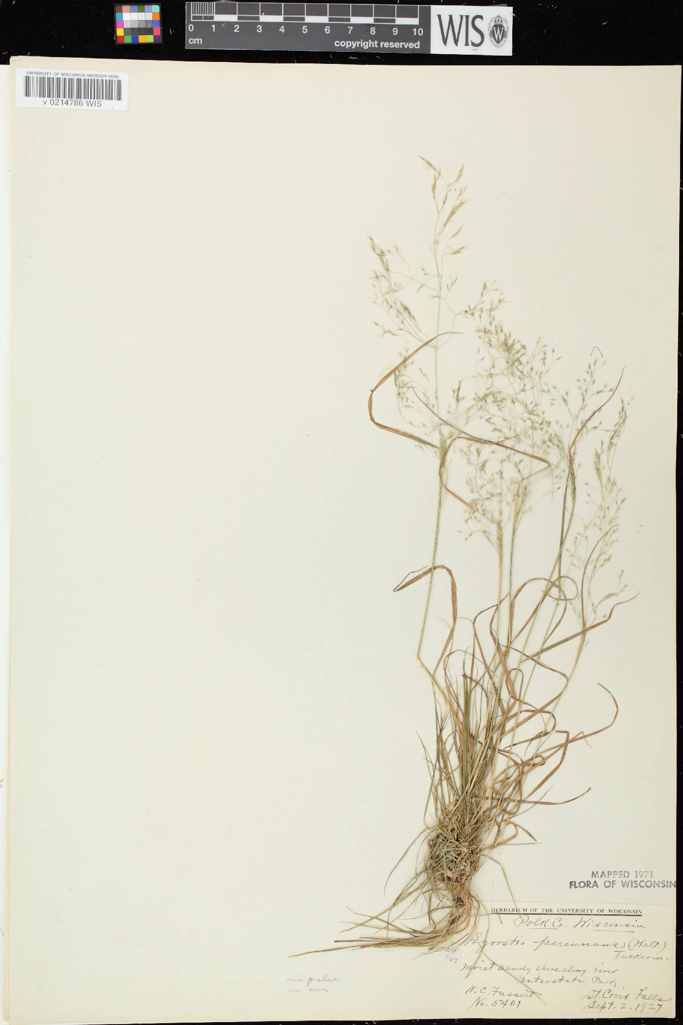 Agrostis perennans var. perennans image