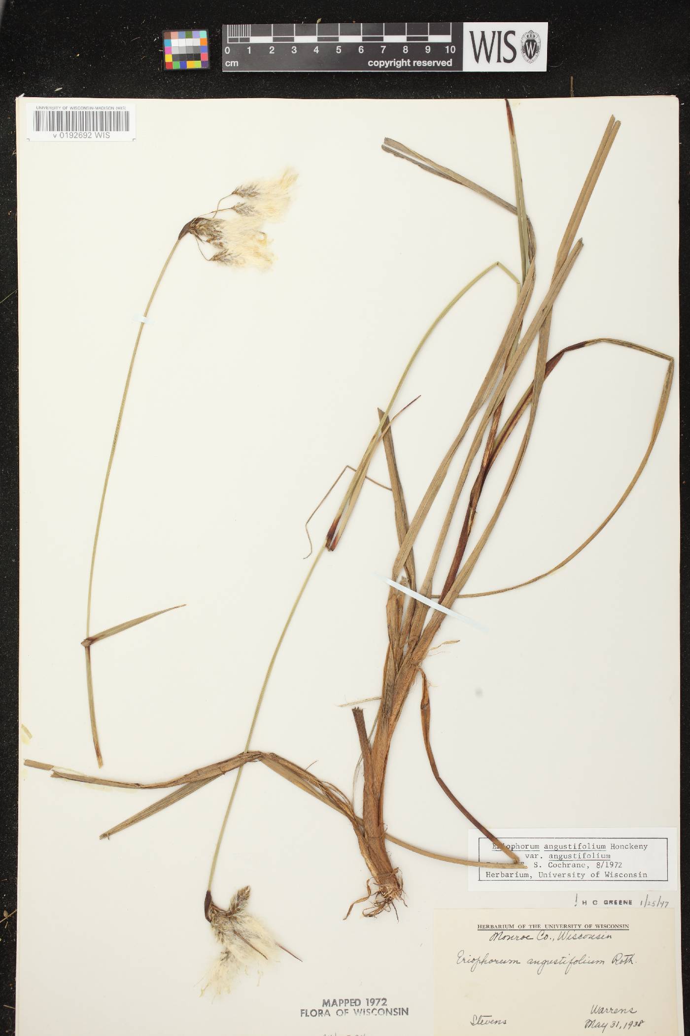 Eriophorum angustifolium image