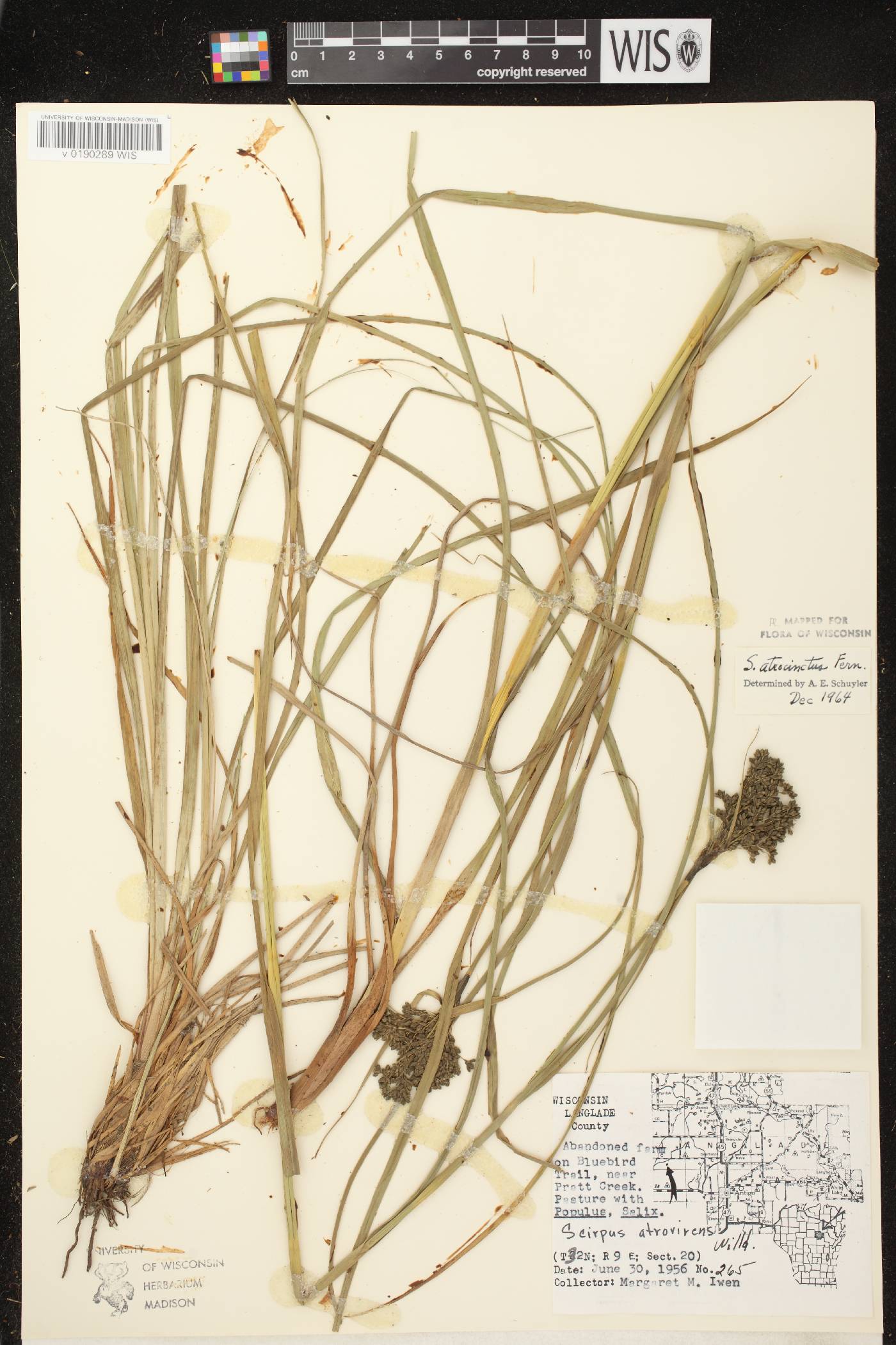 Scirpus atrocinctus image