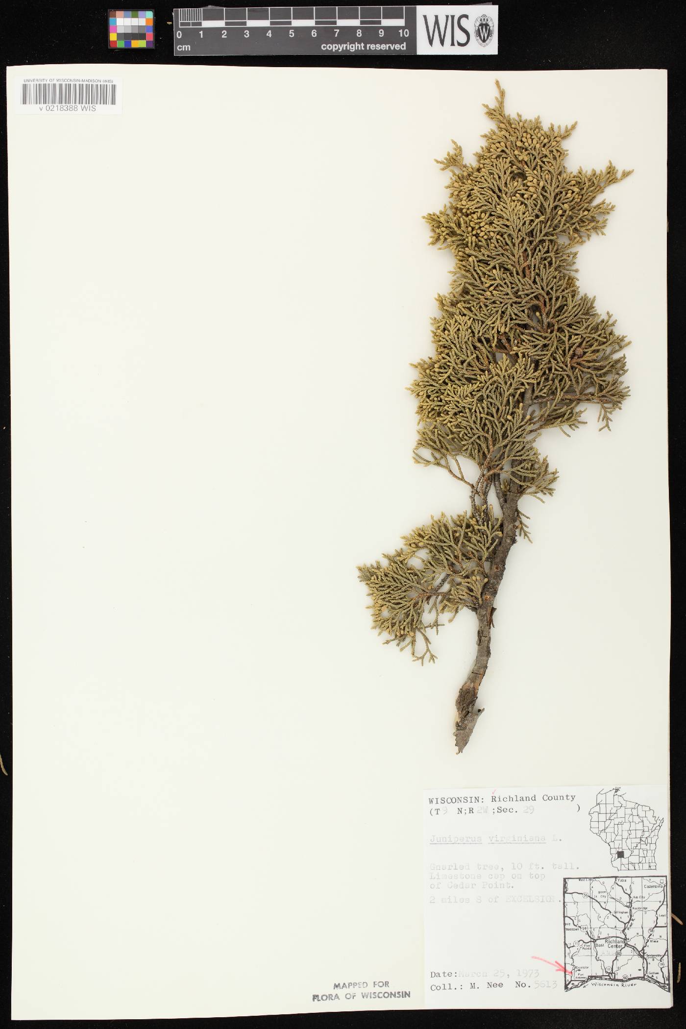 Juniperus virginiana var. virginiana image