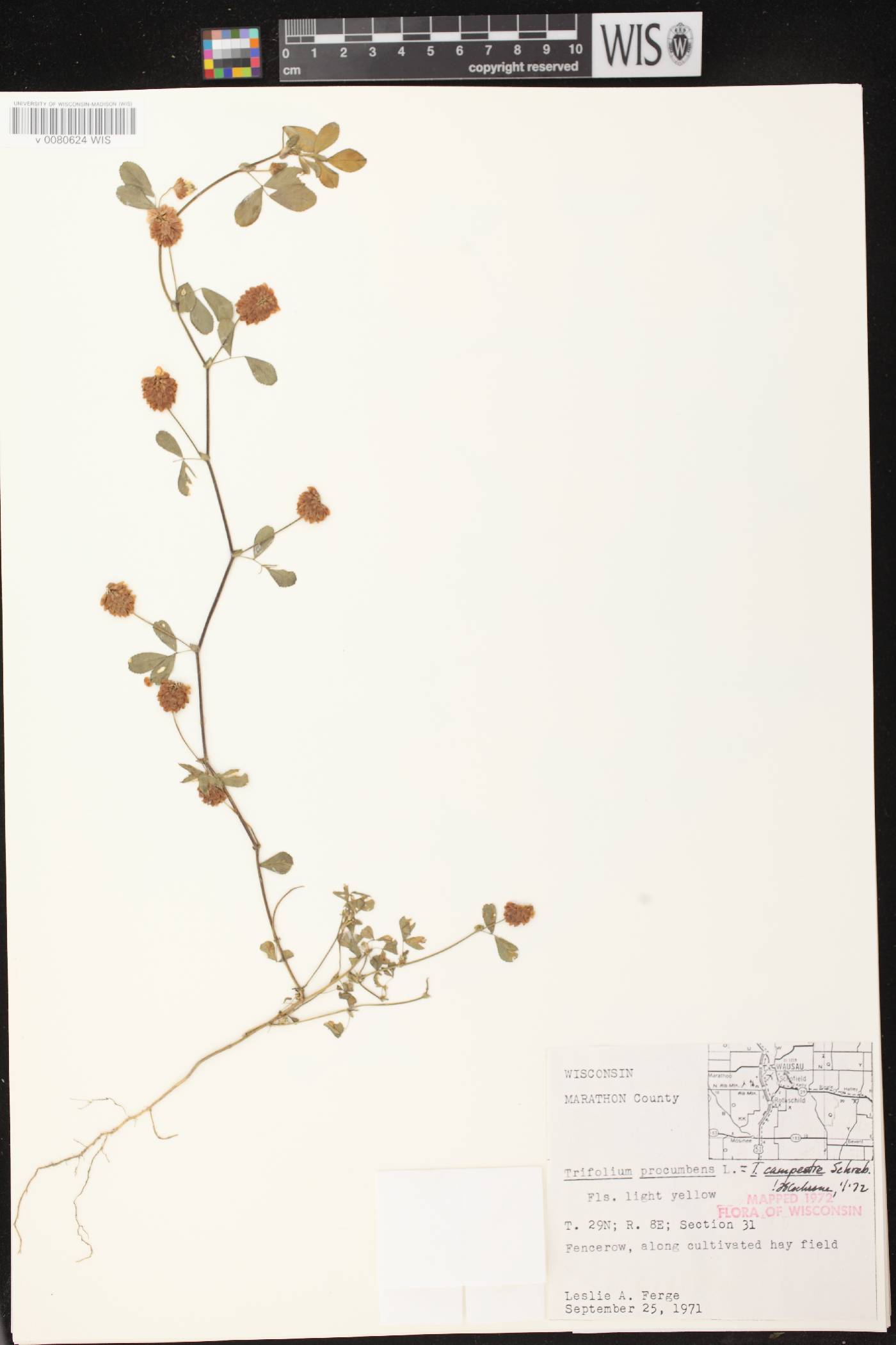 Trifolium repens image
