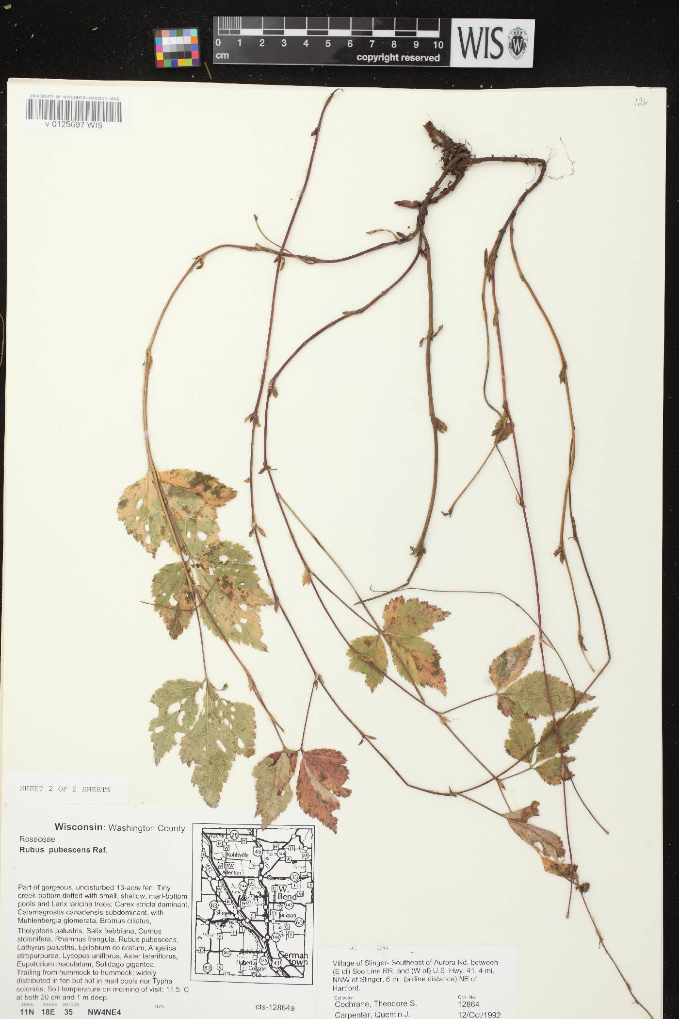 Rubus pubescens image