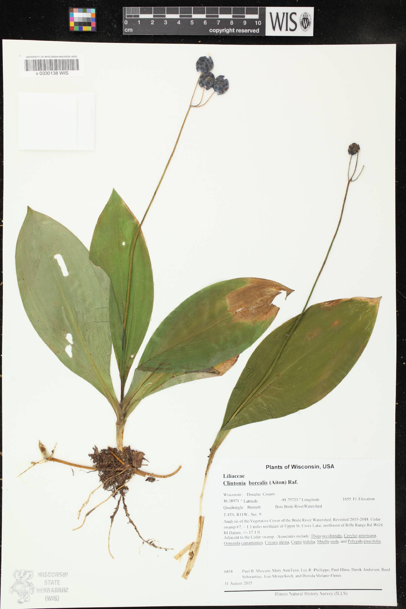 Clintonia borealis image