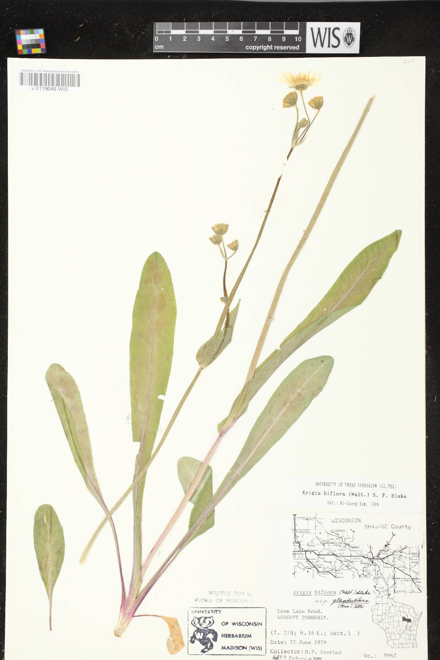 Krigia biflora subsp. glandulifera image