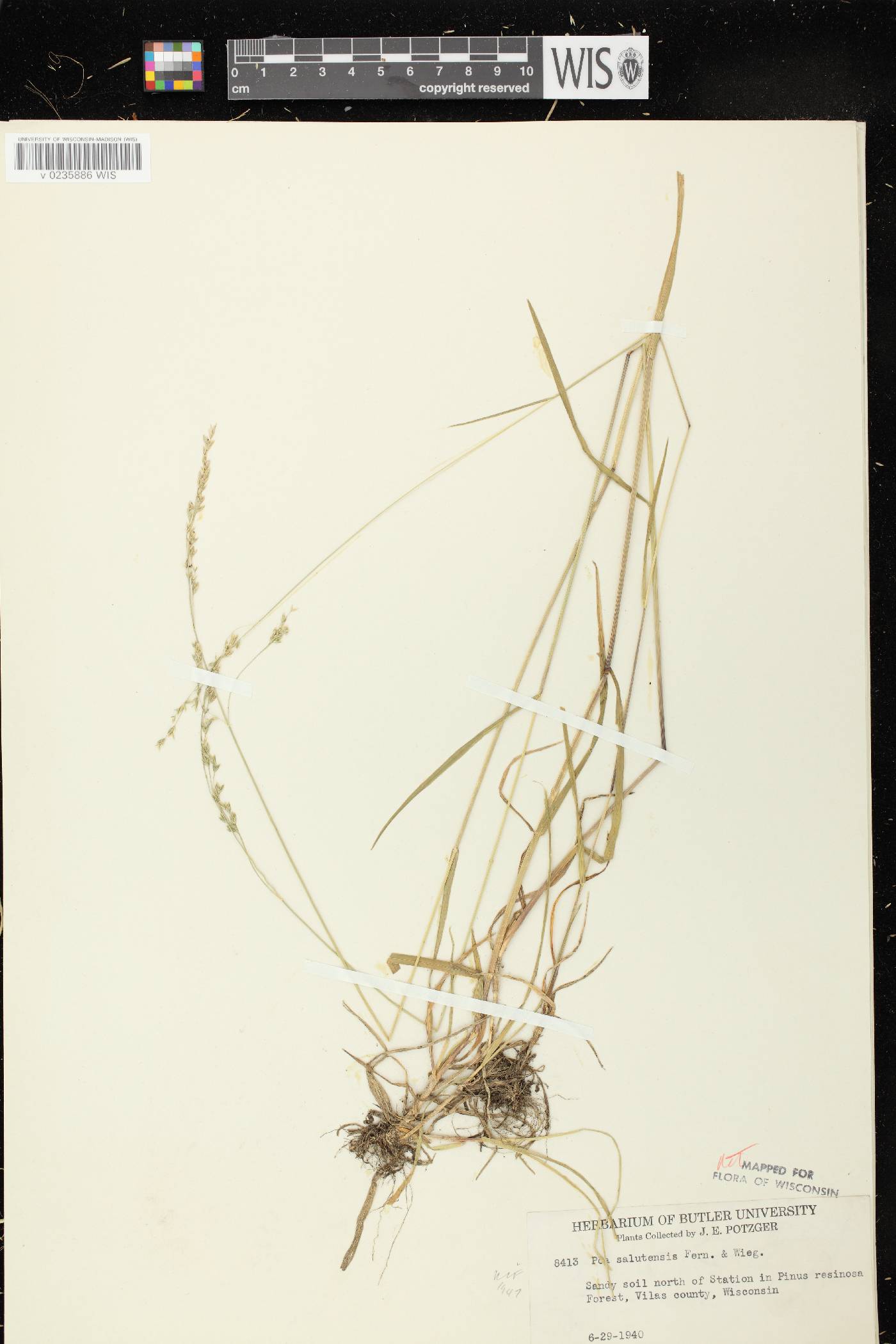 Poa saltuensis image