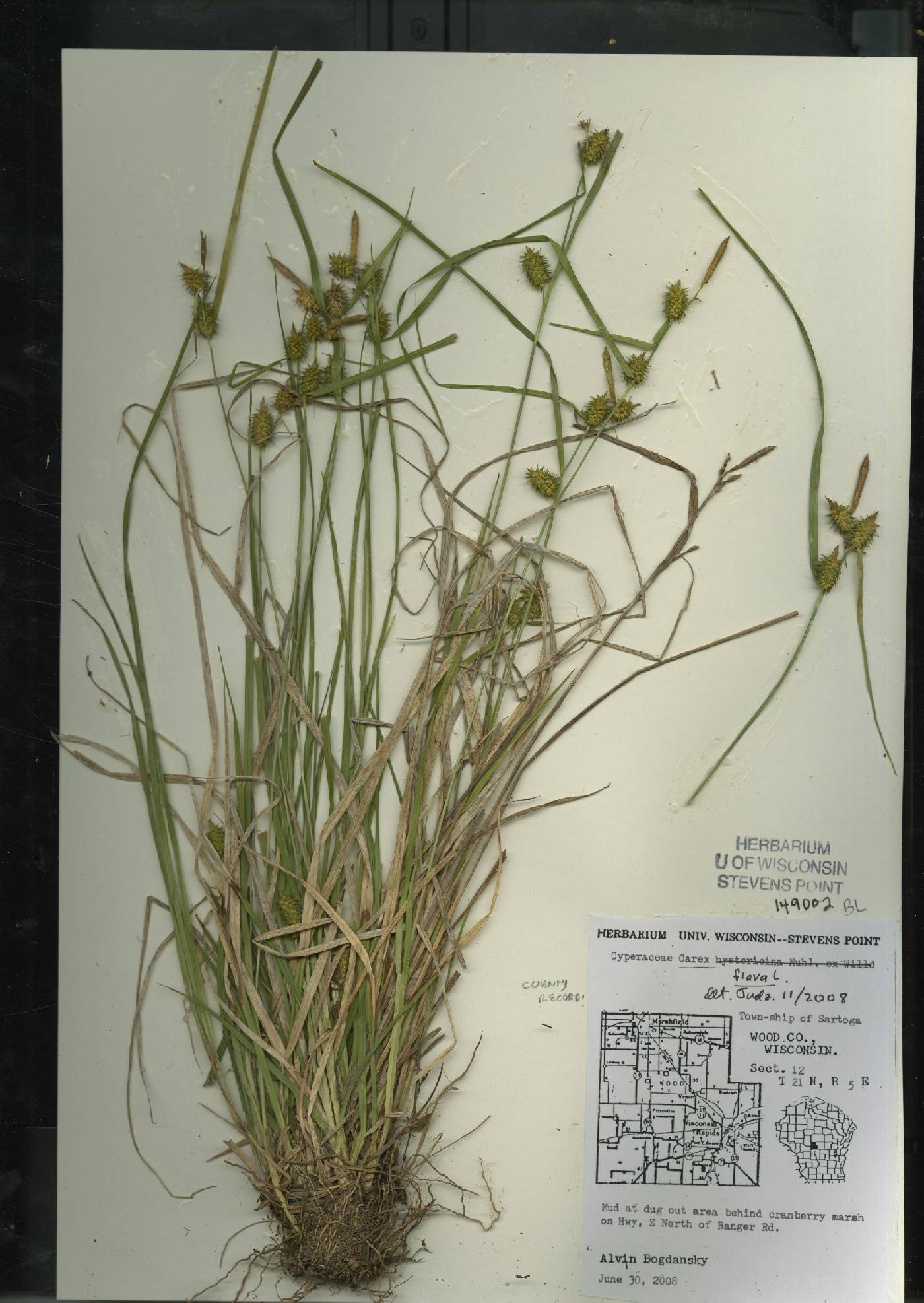 Carex flava image