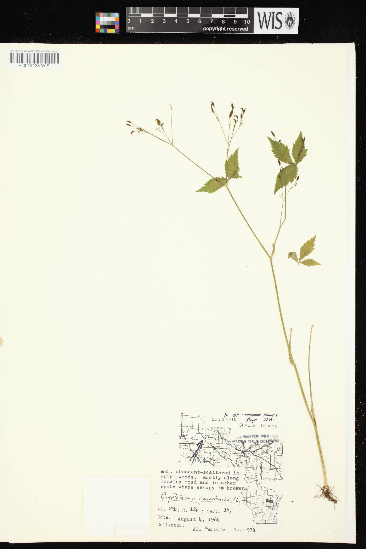 Cryptotaenia canadensis image