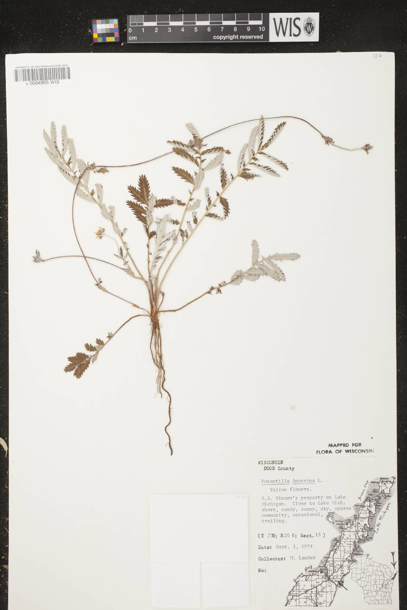 Potentilla anserina subsp. anserina image