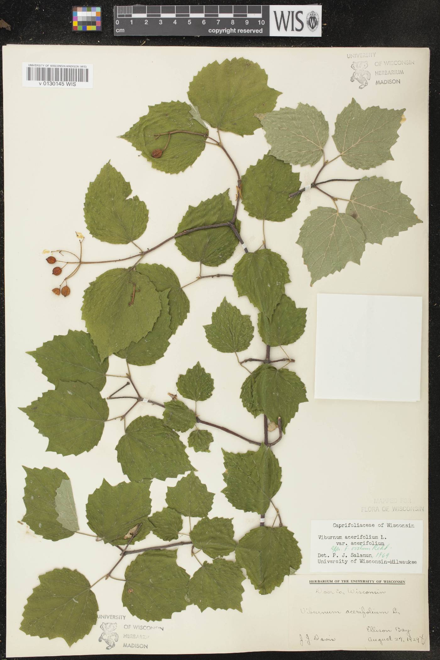 Viburnum acerifolium image