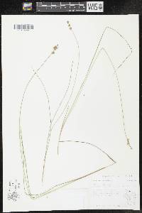Image of Carex echinata