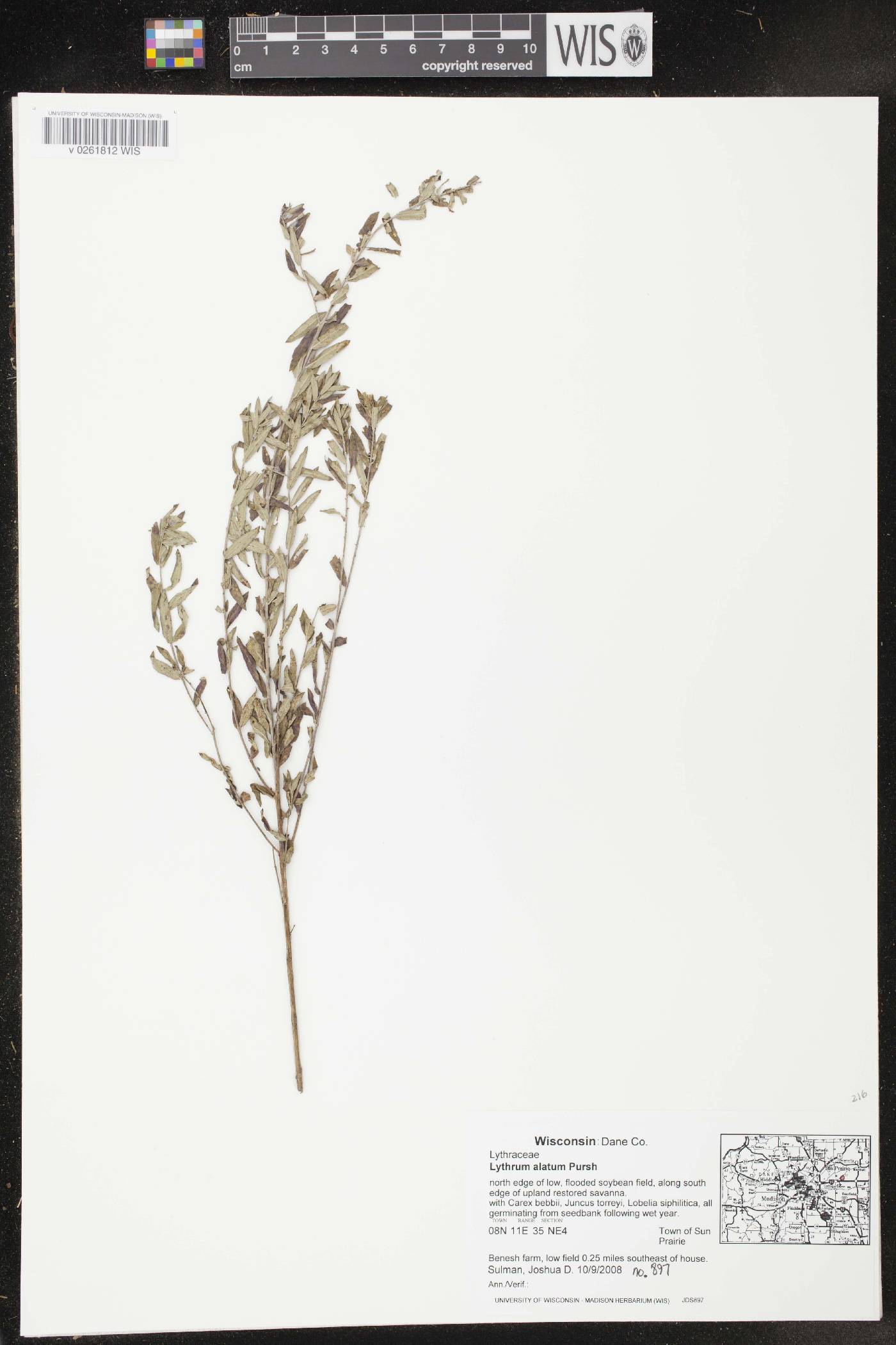 Lythrum alatum var. alatum image