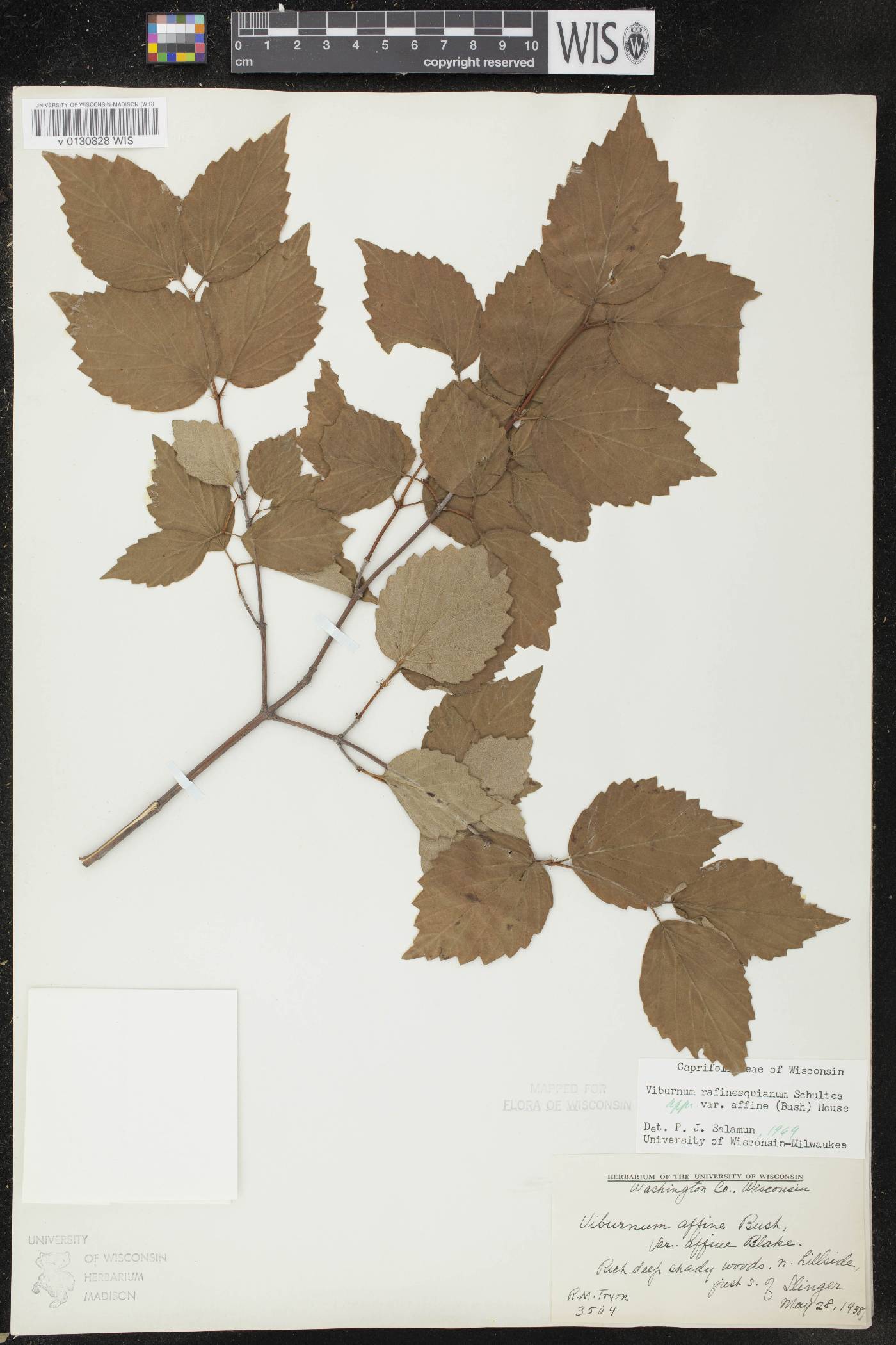 Viburnum rafinesquianum var. affine image