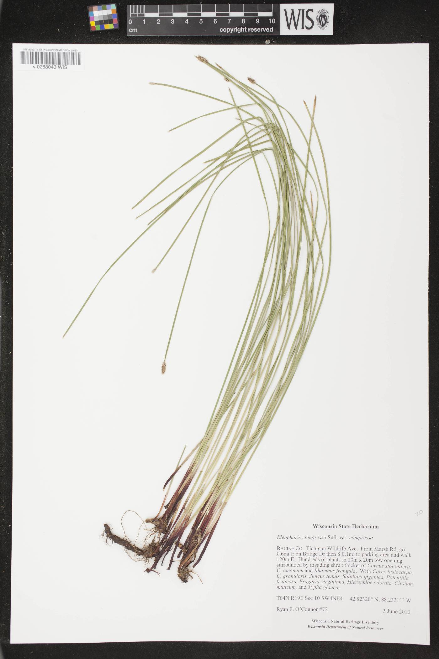 Eleocharis compressa var. compressa image