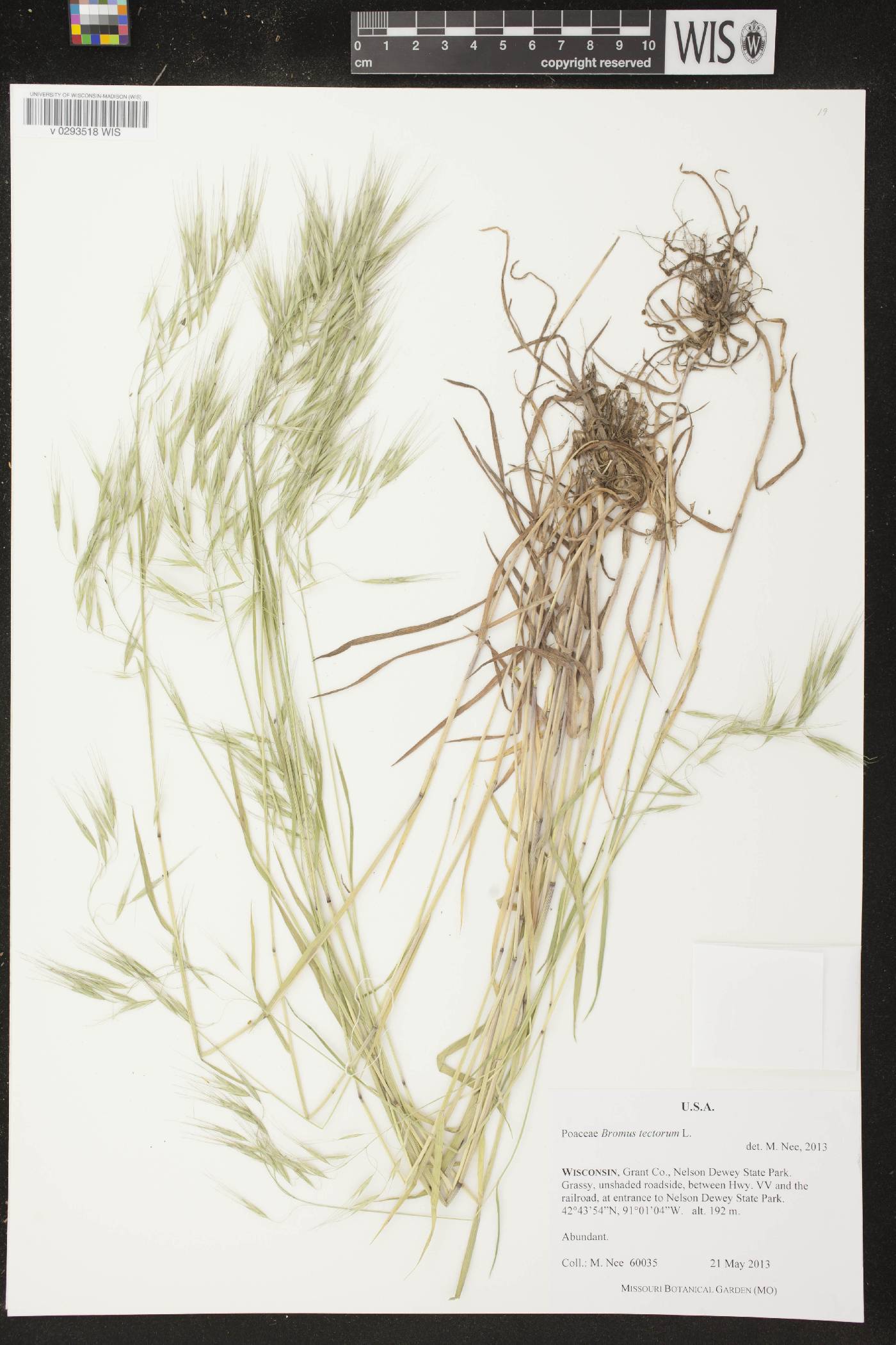 Bromus tectorum image