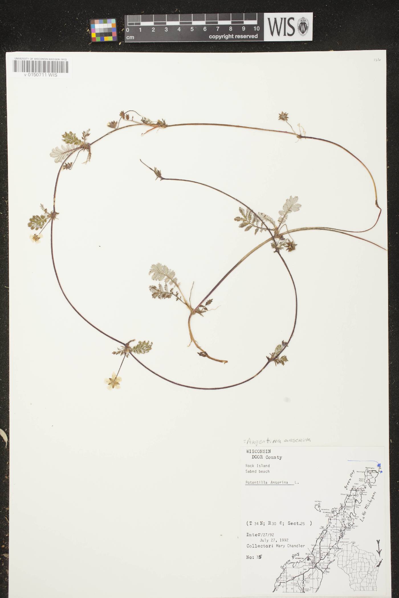 Potentilla anserina subsp. anserina image