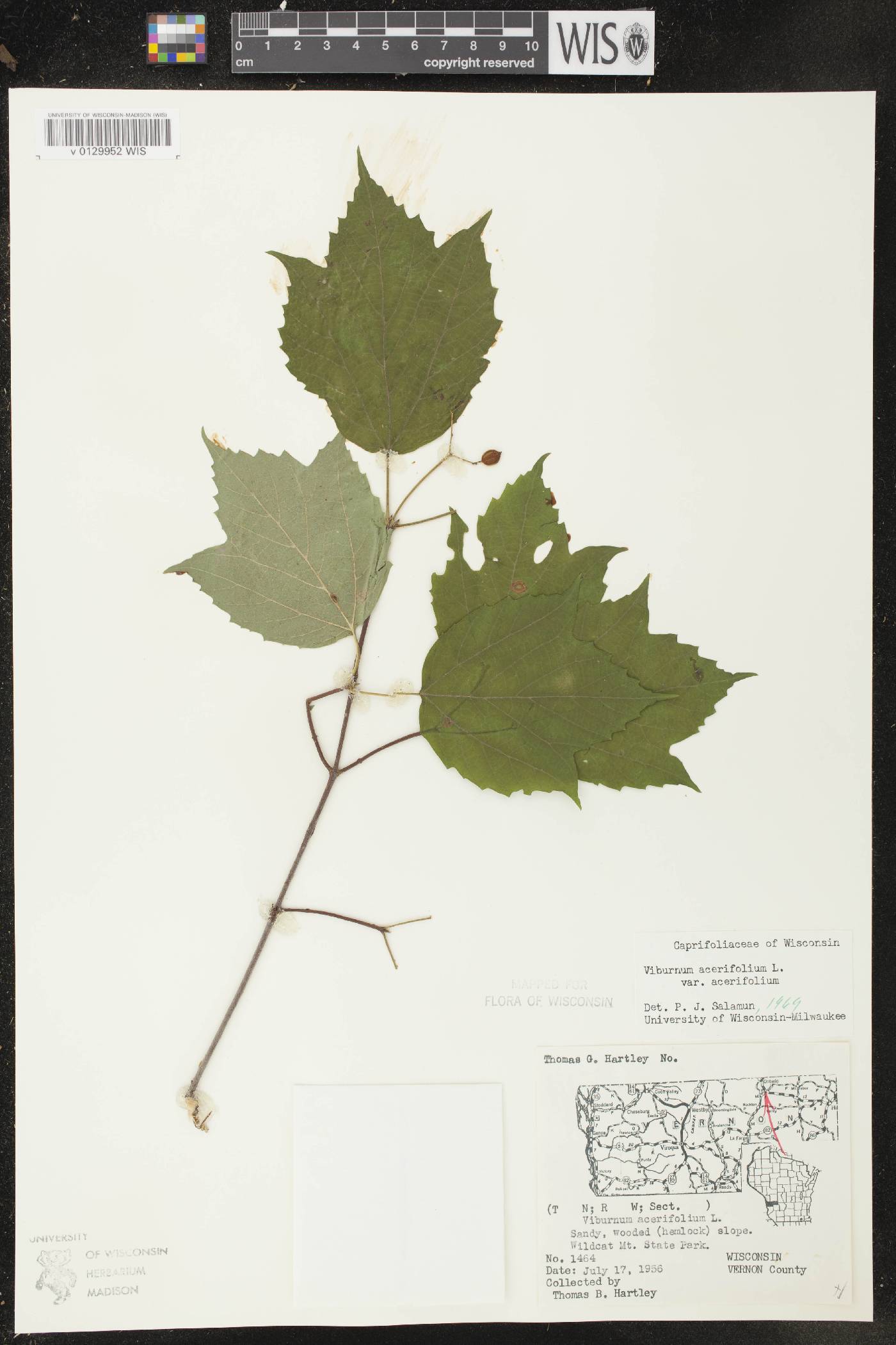 Viburnum acerifolium image