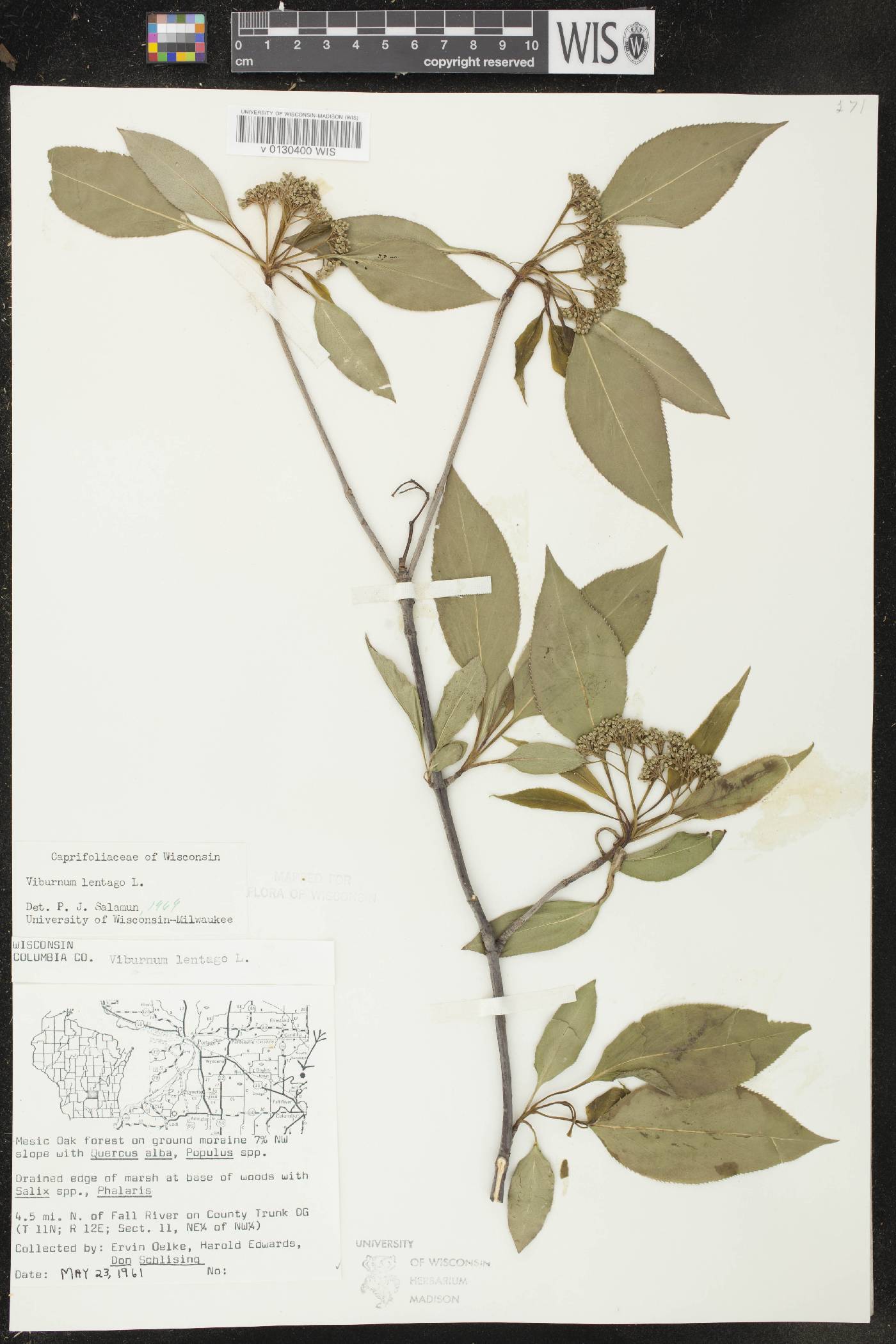 Viburnum lentago image