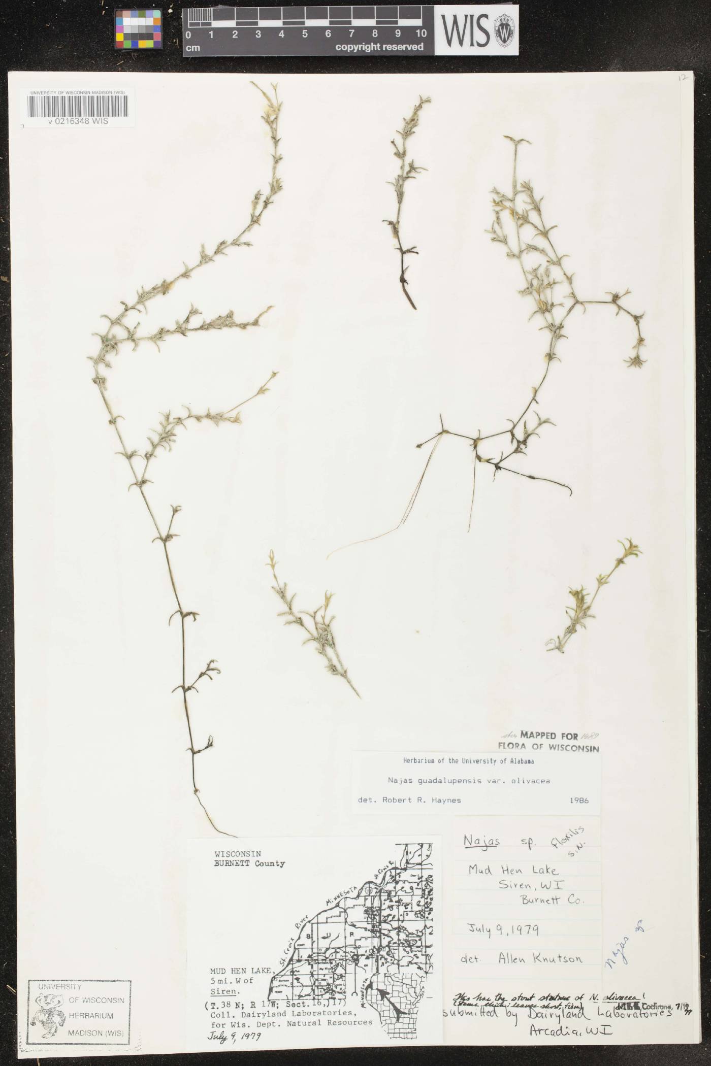 Najas guadalupensis subsp. olivacea image