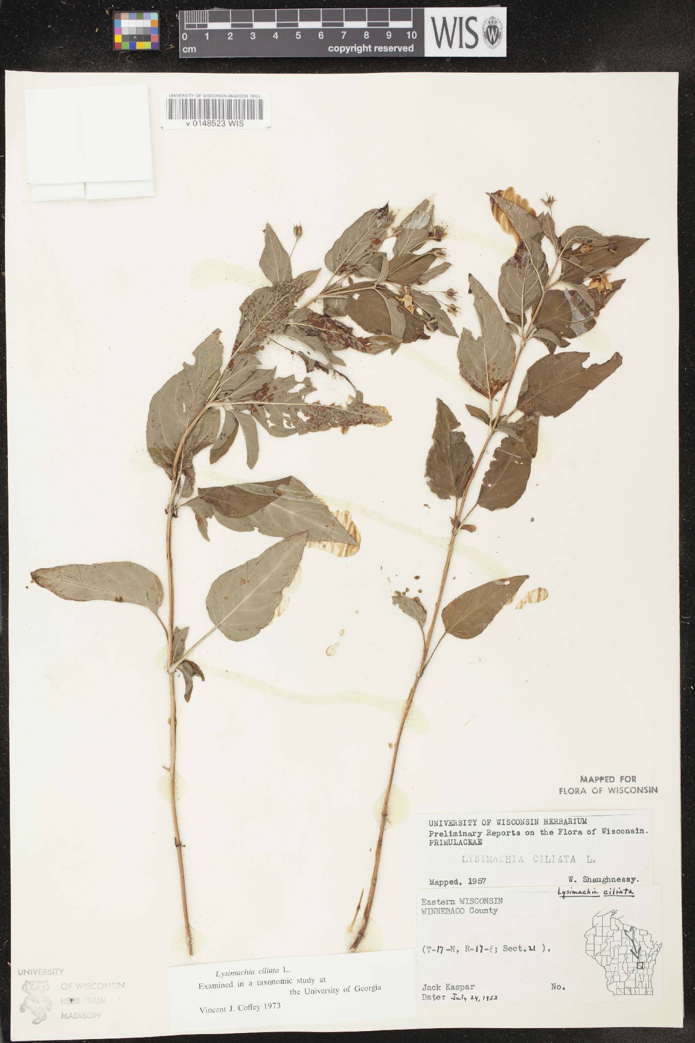 Lysimachia ciliata image