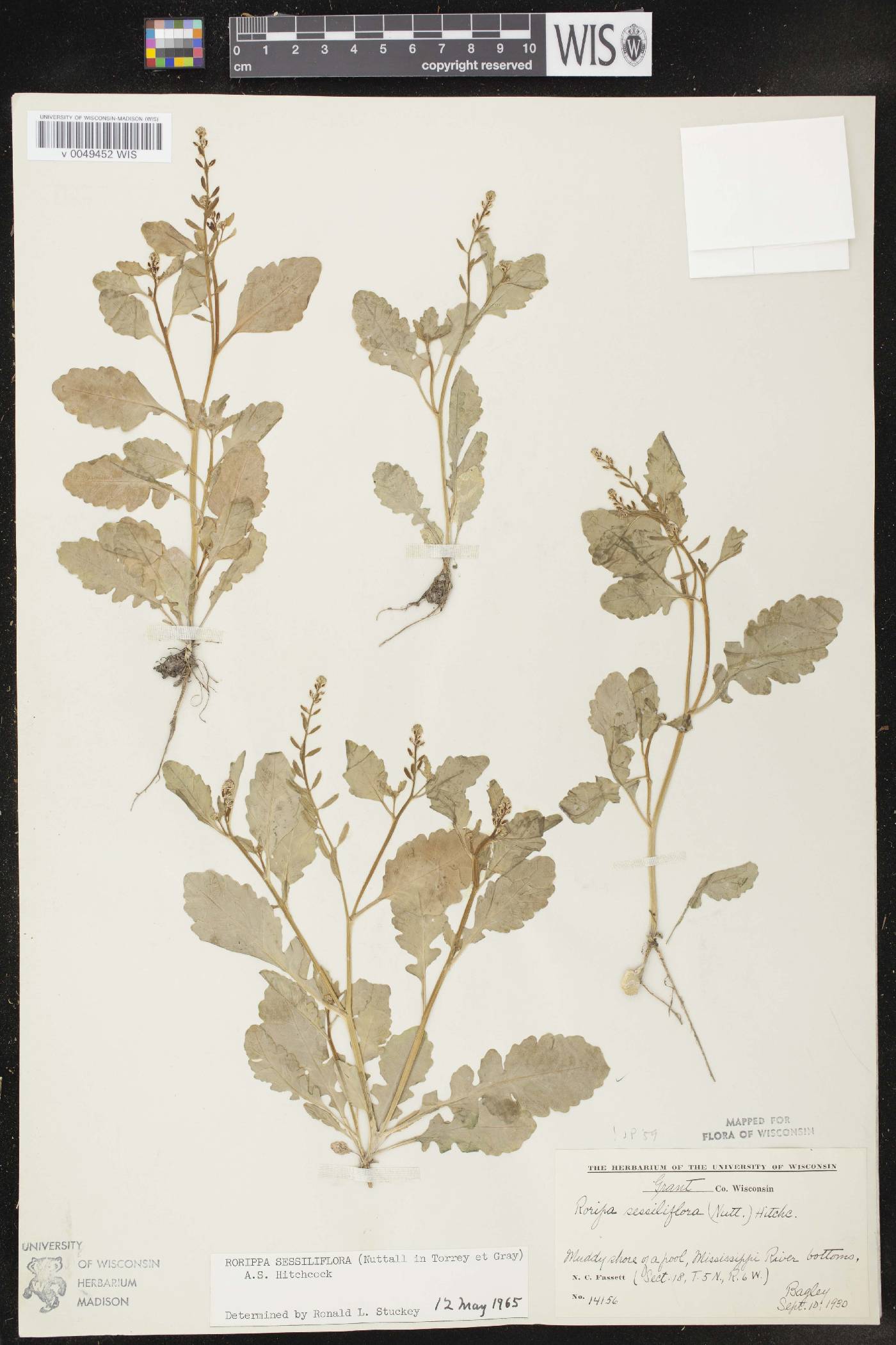 Rorippa sessiliflora image