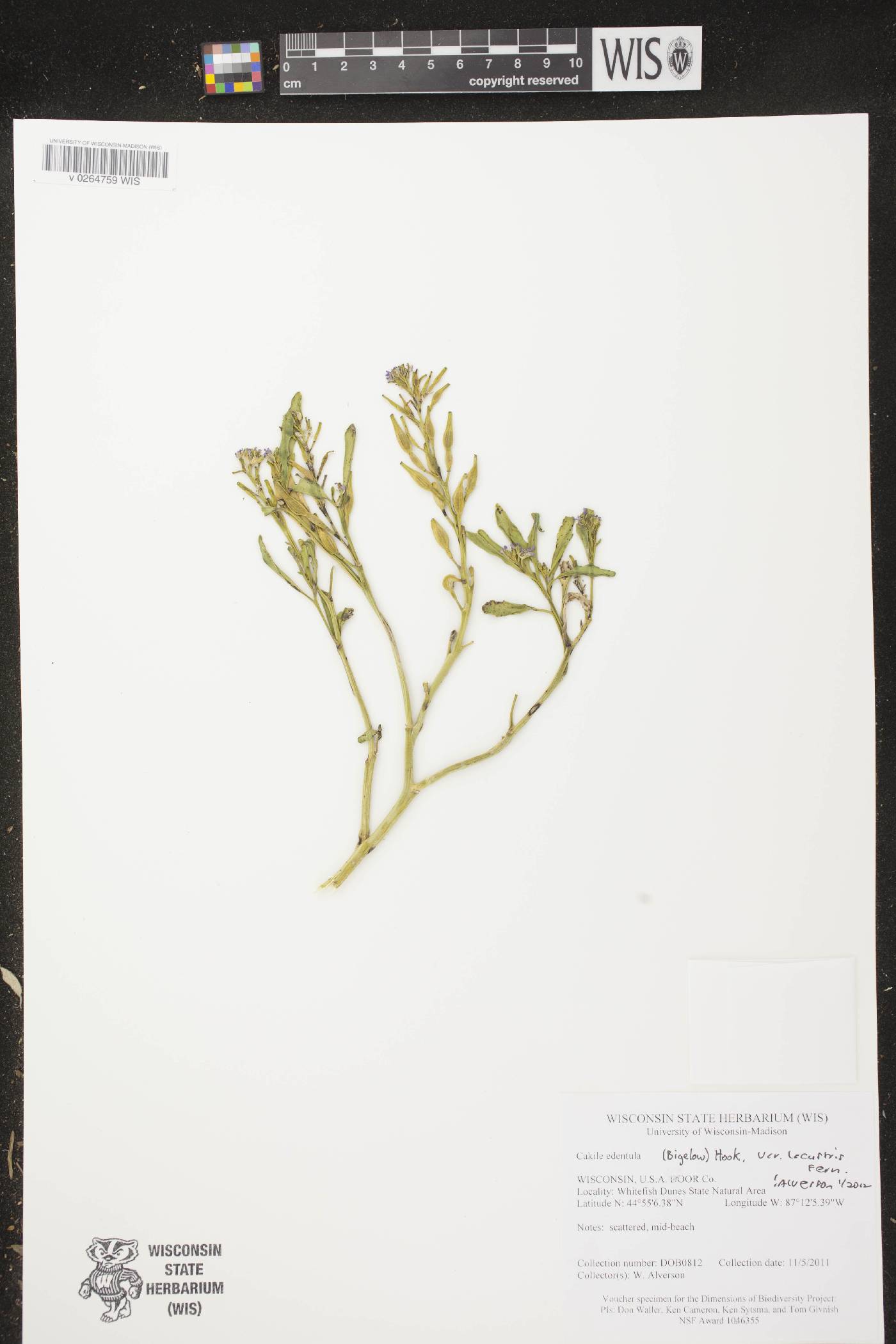 Cakile edentula image