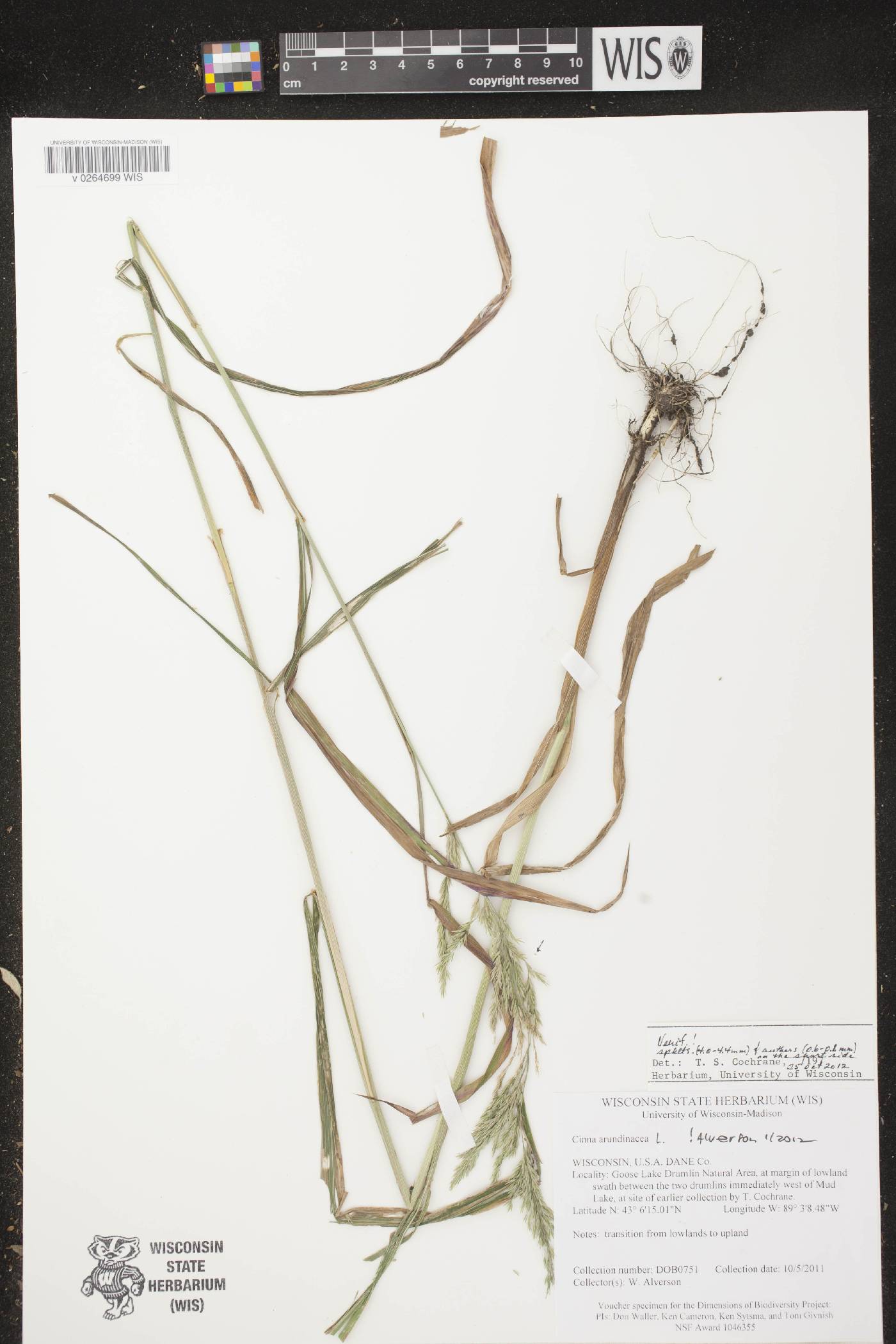 Cinna arundinacea image