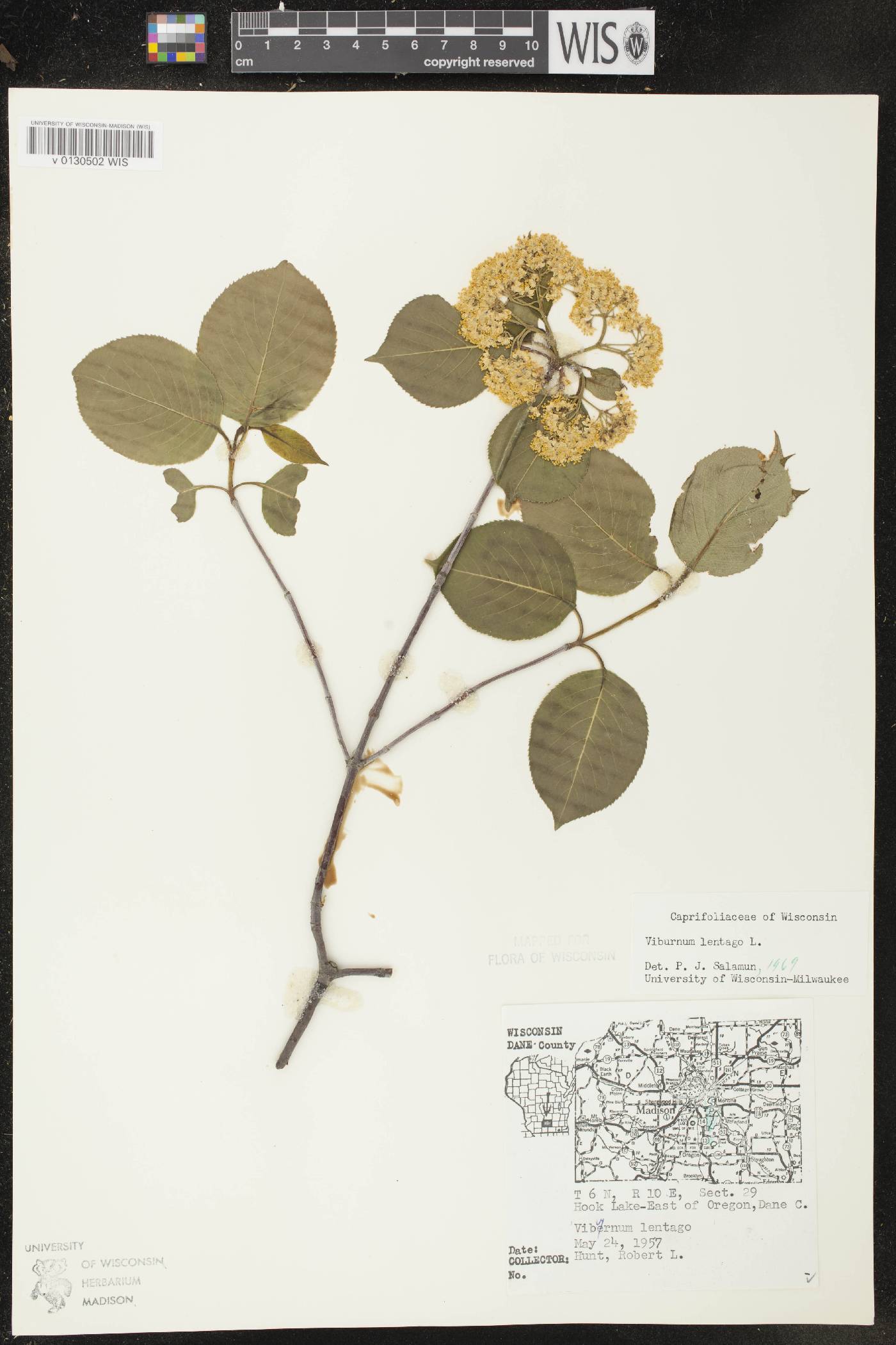 Viburnum lentago image