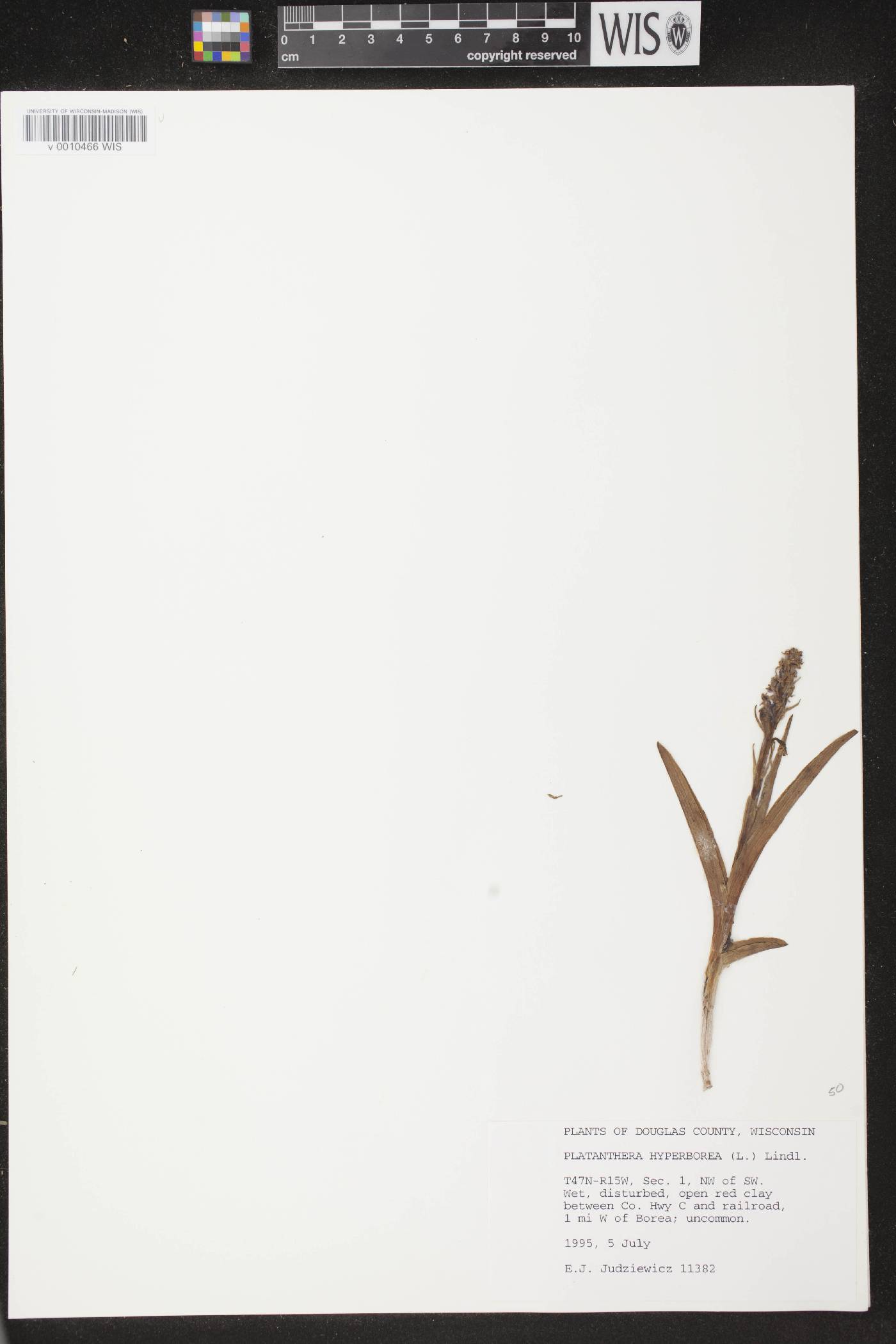 Platanthera huronensis image
