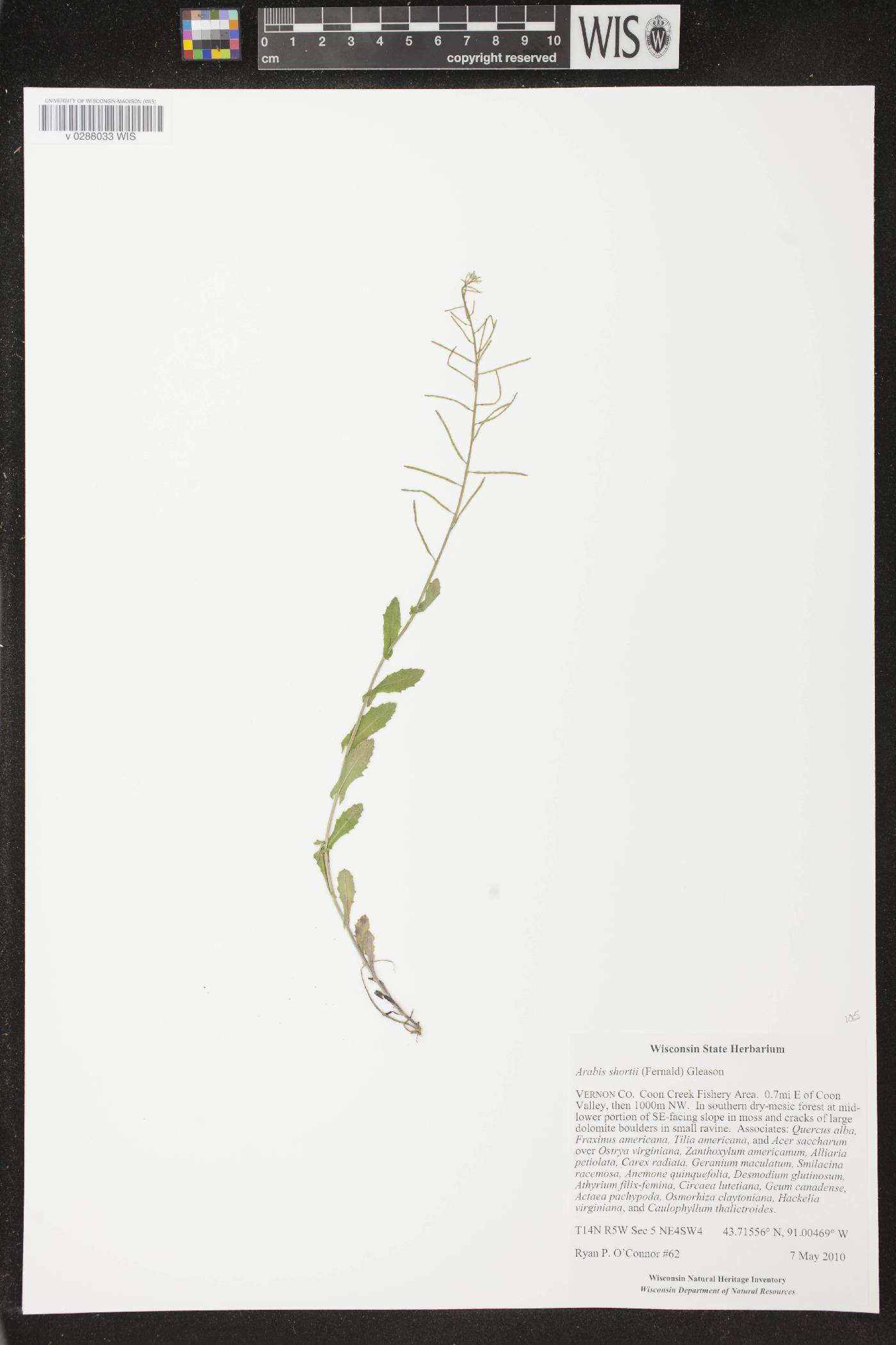 Boechera dentata image
