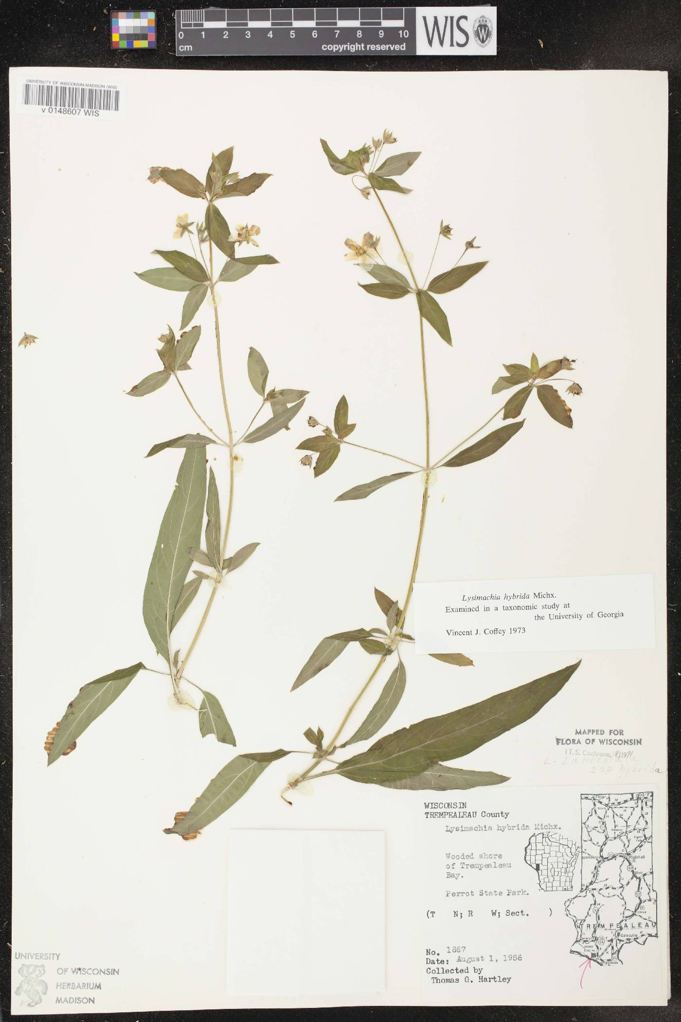 Lysimachia hybrida image