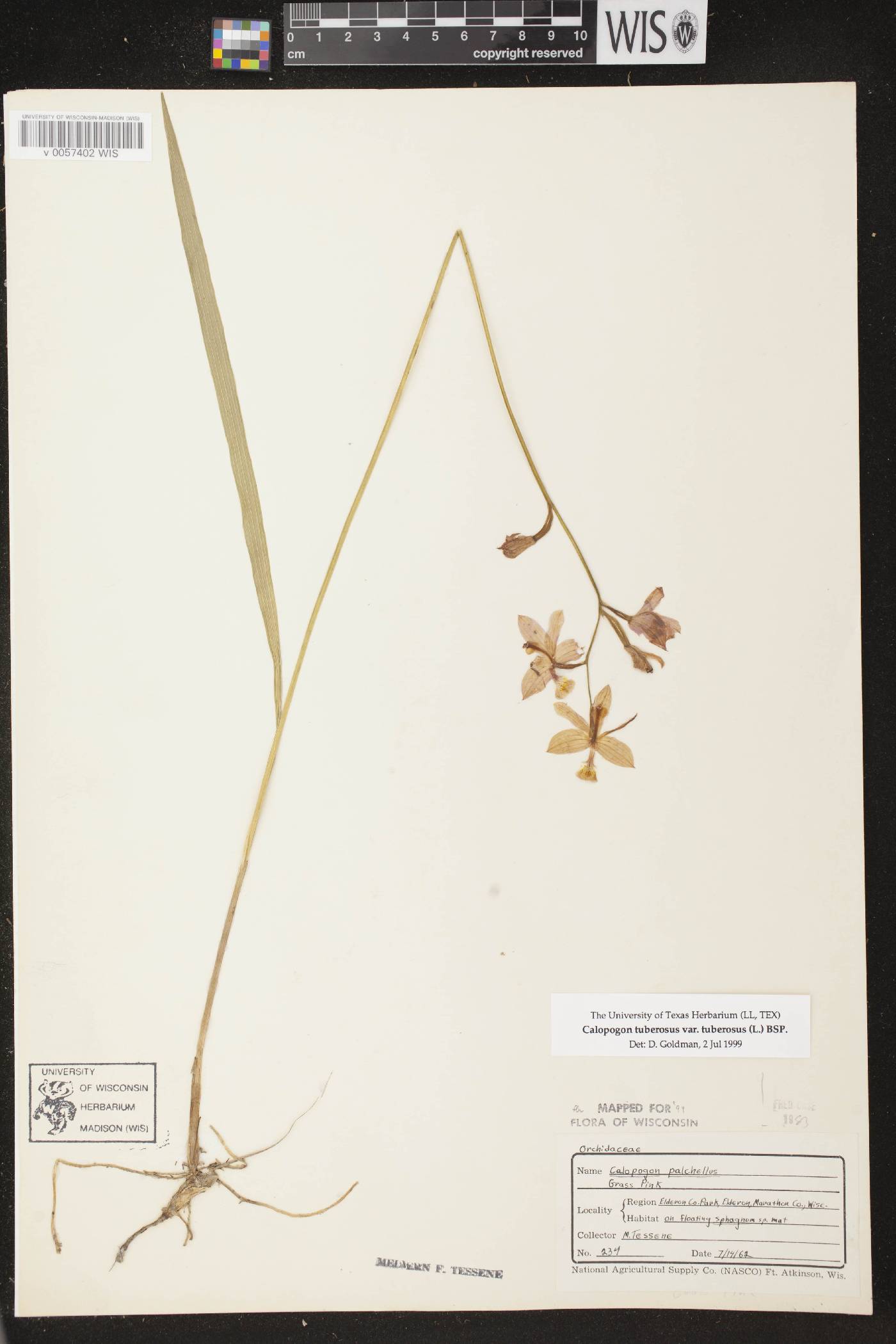 Calopogon tuberosus var. tuberosus image