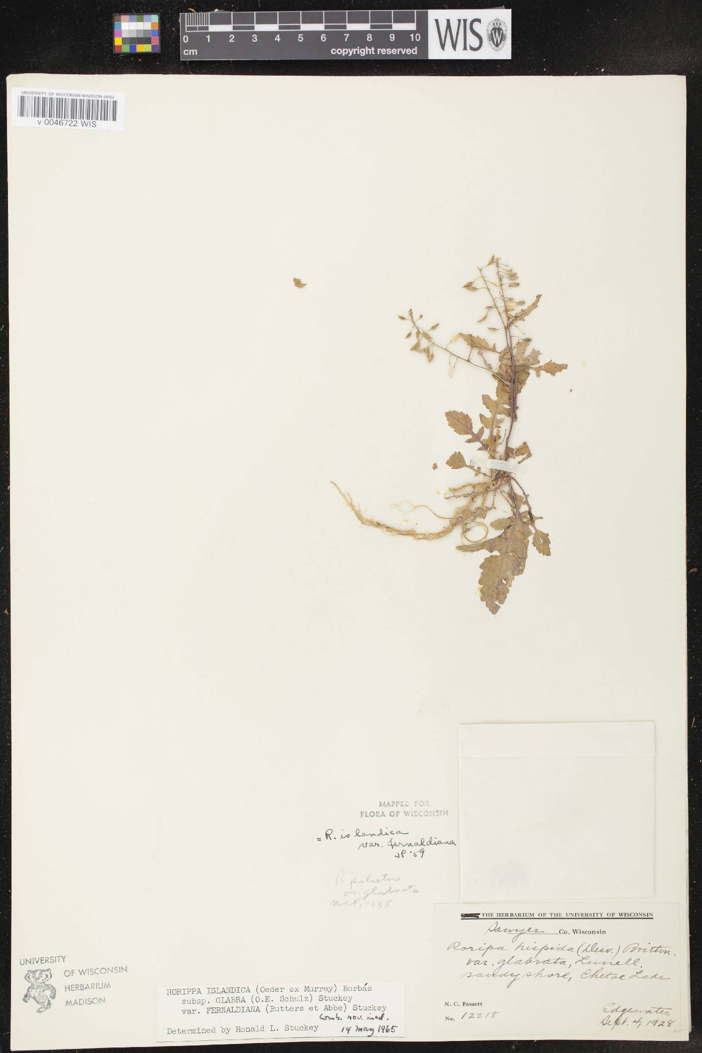 Rorippa palustris subsp. palustris image