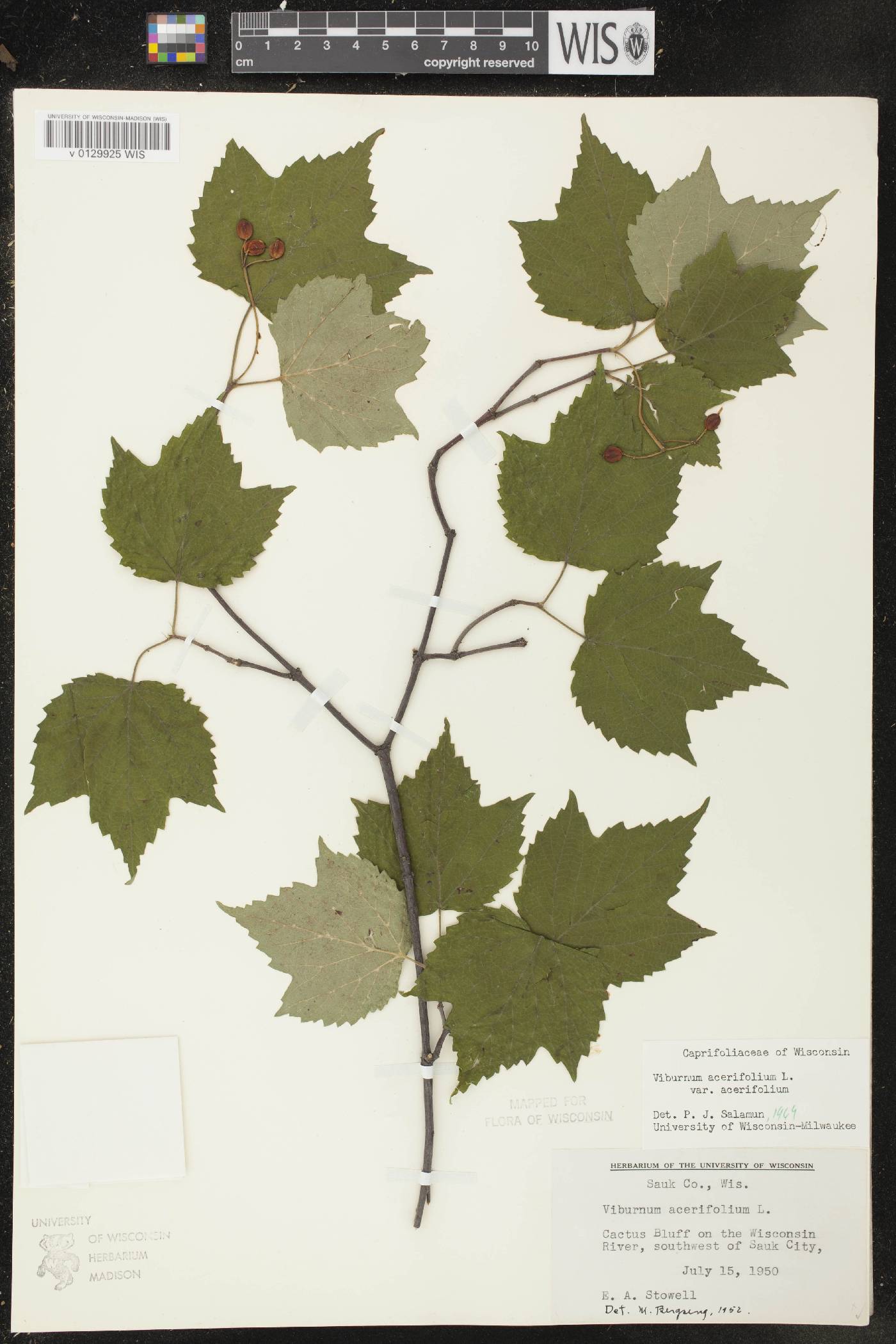 Viburnum acerifolium image