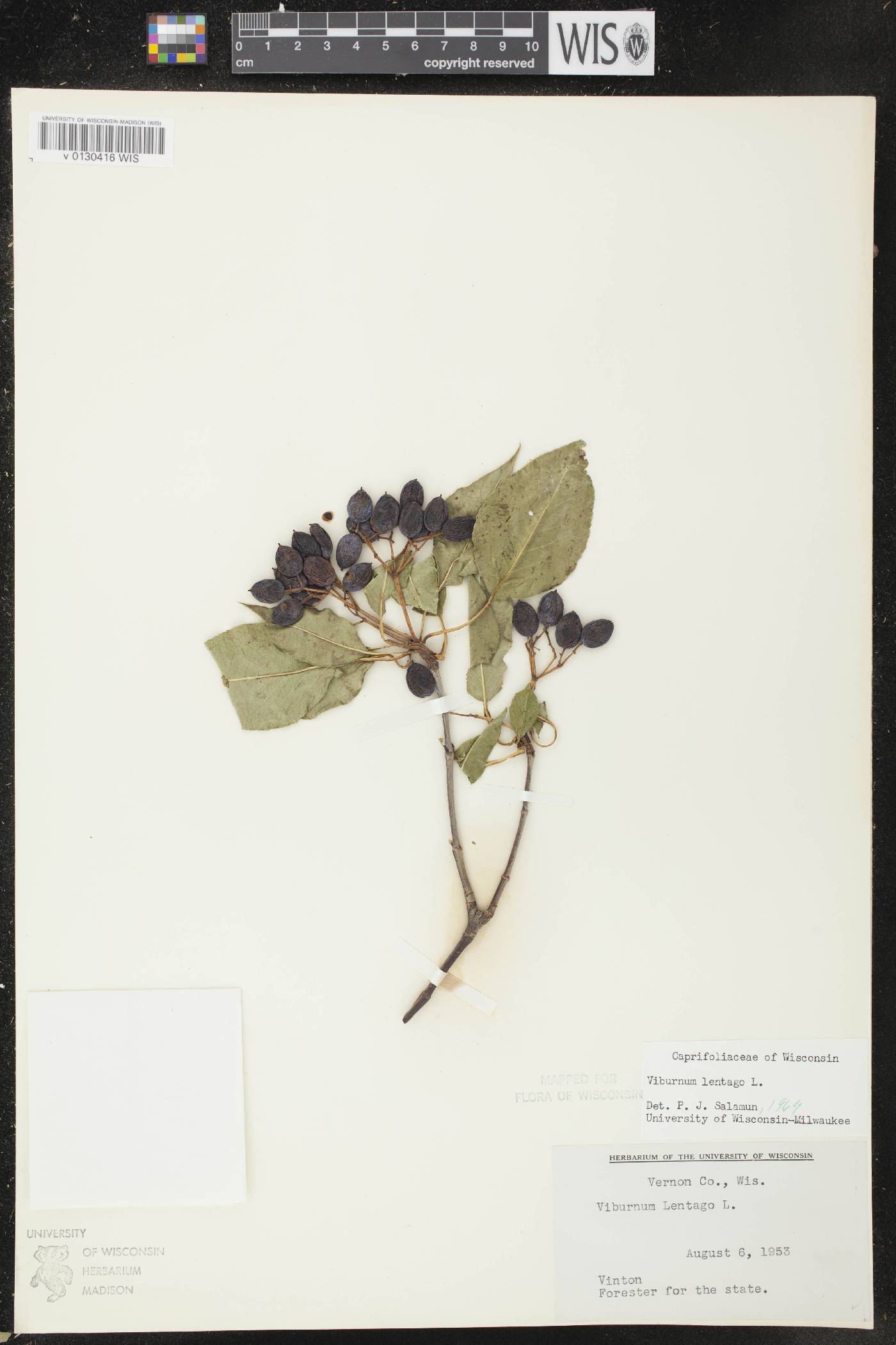 Viburnum lentago image