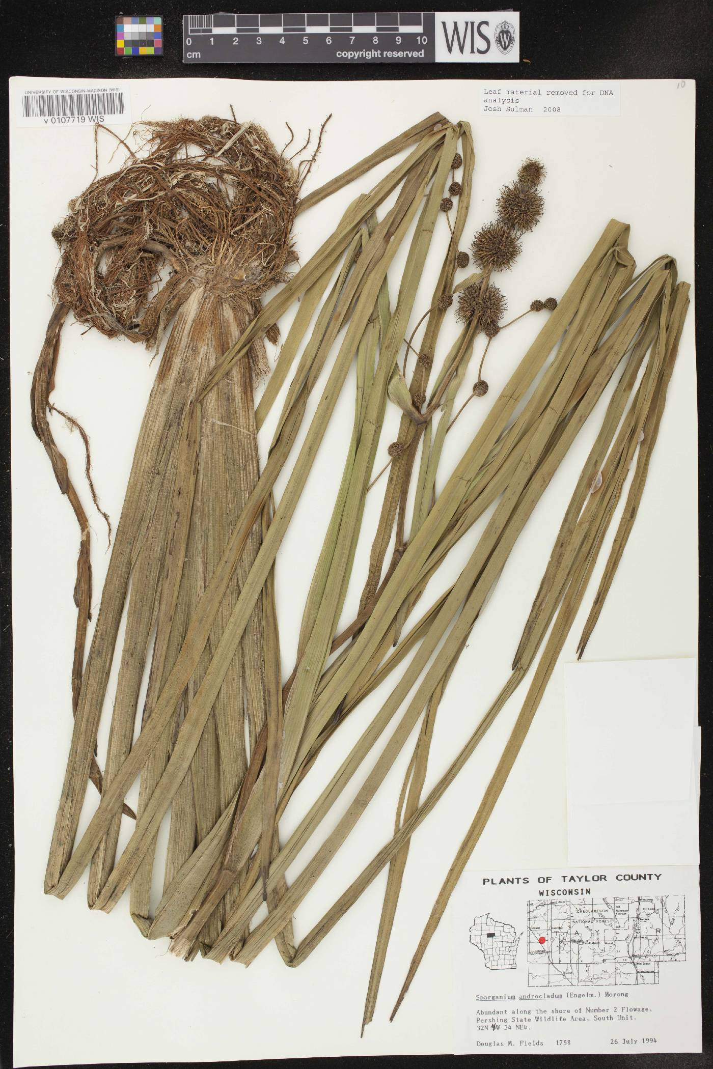 Sparganium androcladum image