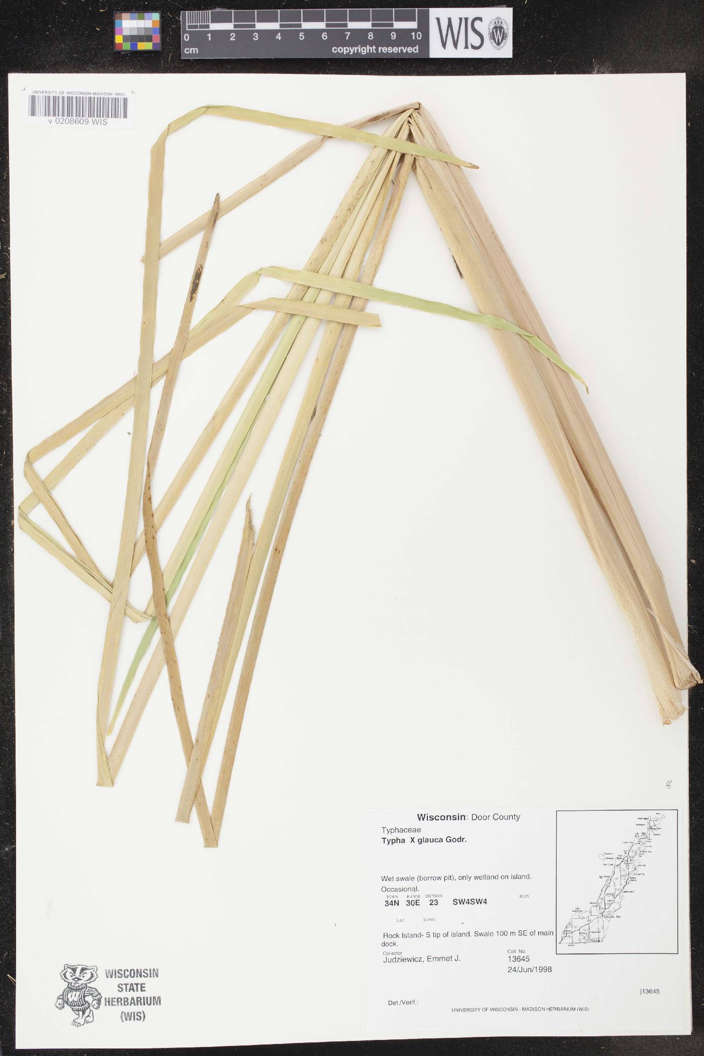 Typha X glauca image