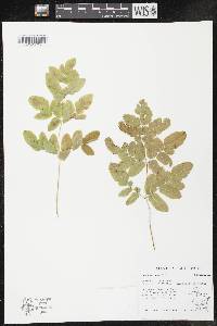 Image of Osmunda regalis