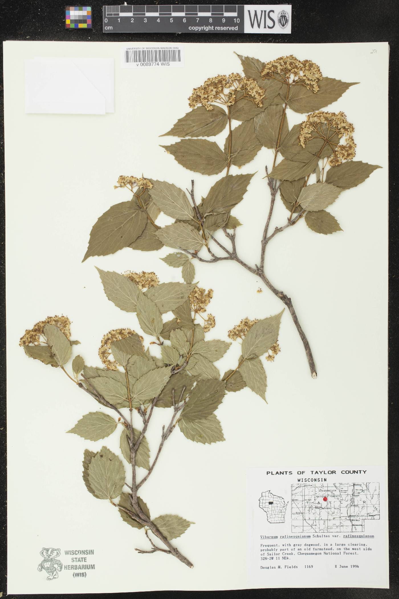Viburnum rafinesquianum var. rafinesquianum image