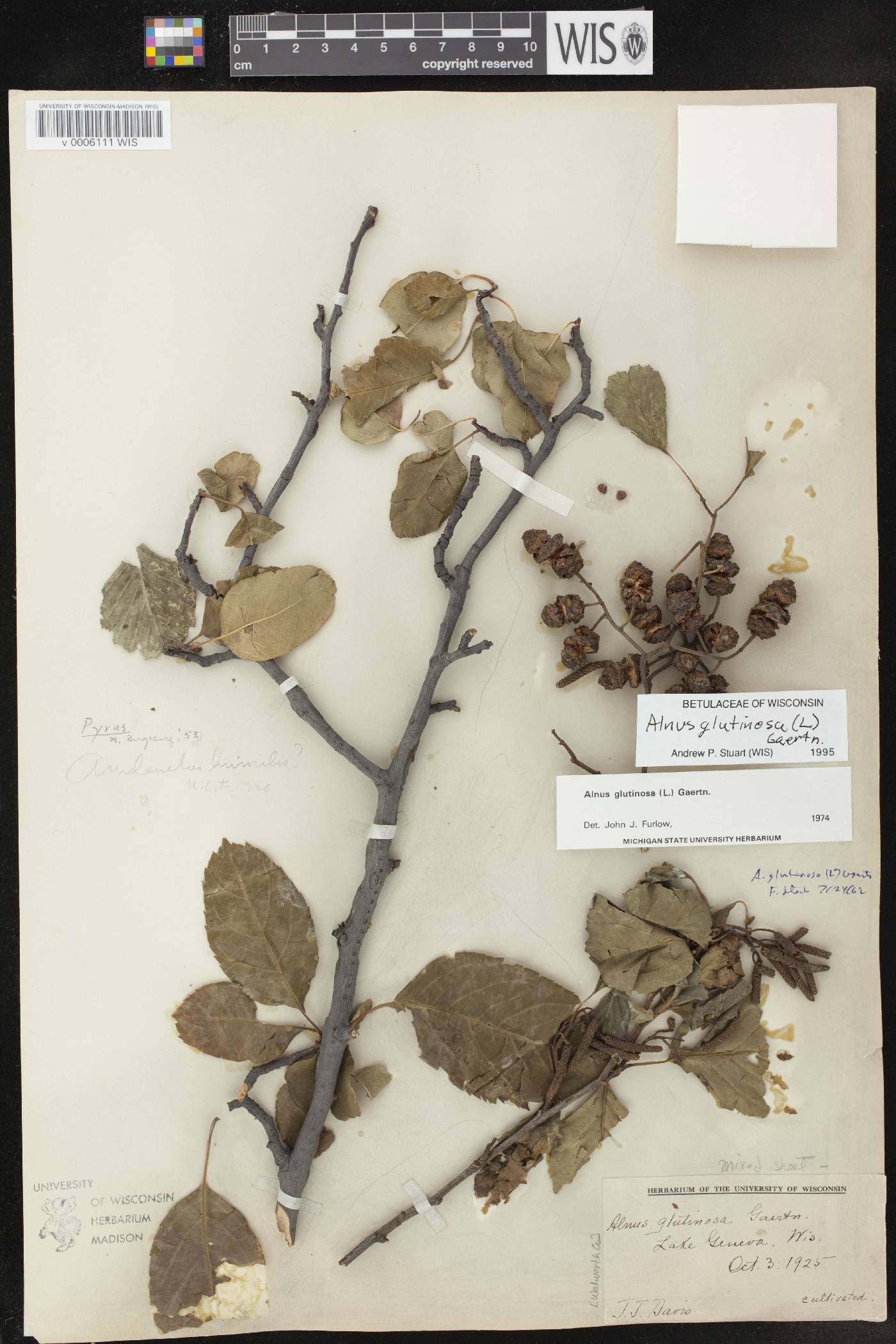 Alnus glutinosa image