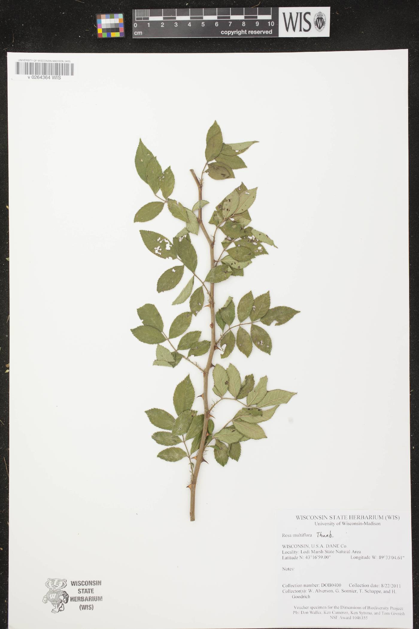 Rosa multiflora image