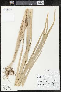 Image of Typha