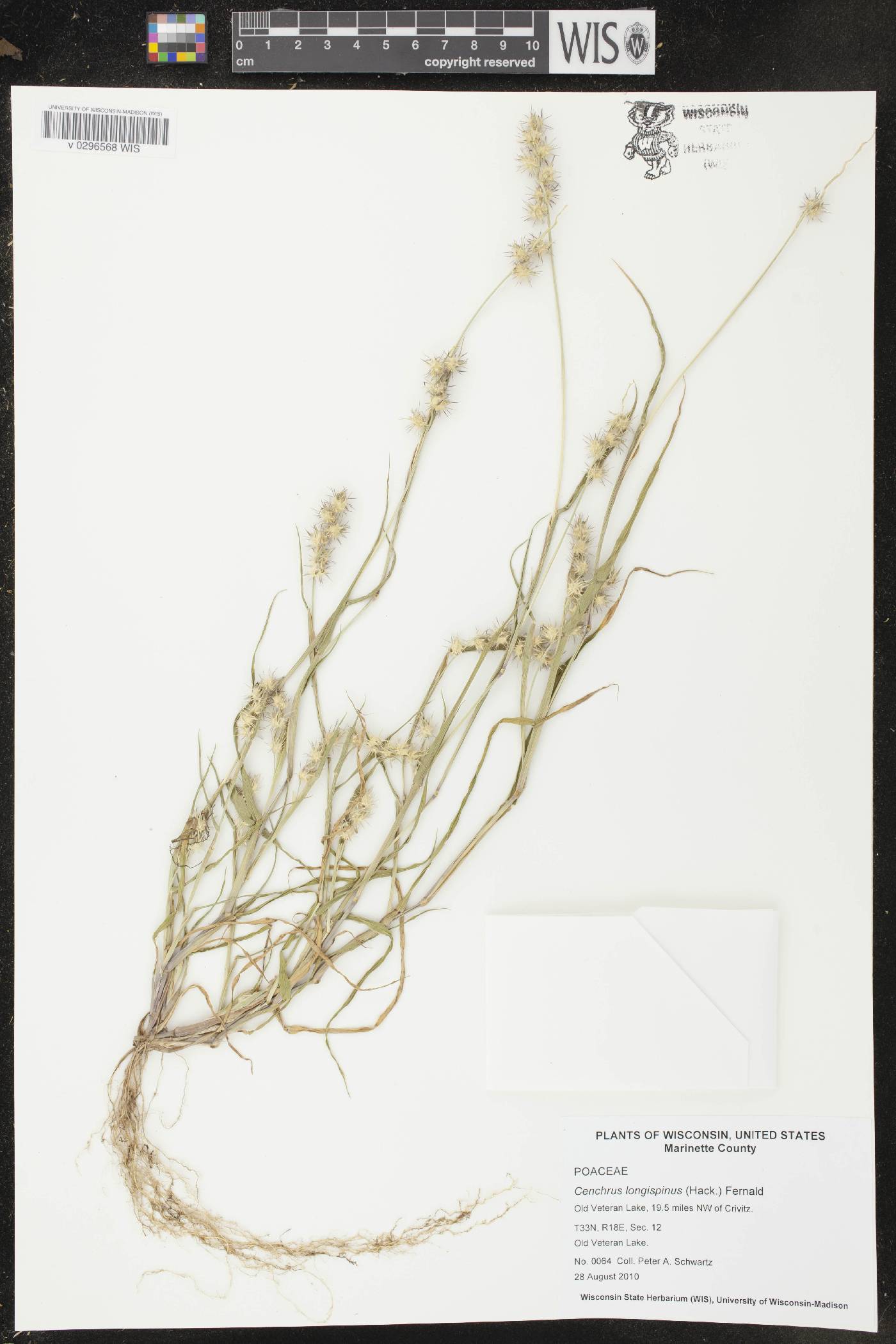 Cenchrus longispinus image