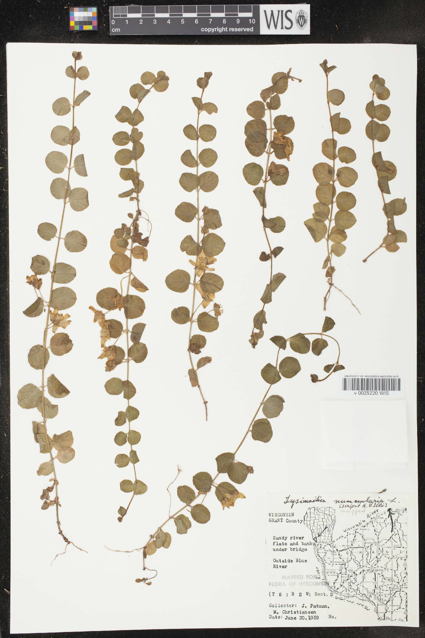 Lysimachia nummularia image