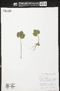 Image of Ranunculus recurvatus