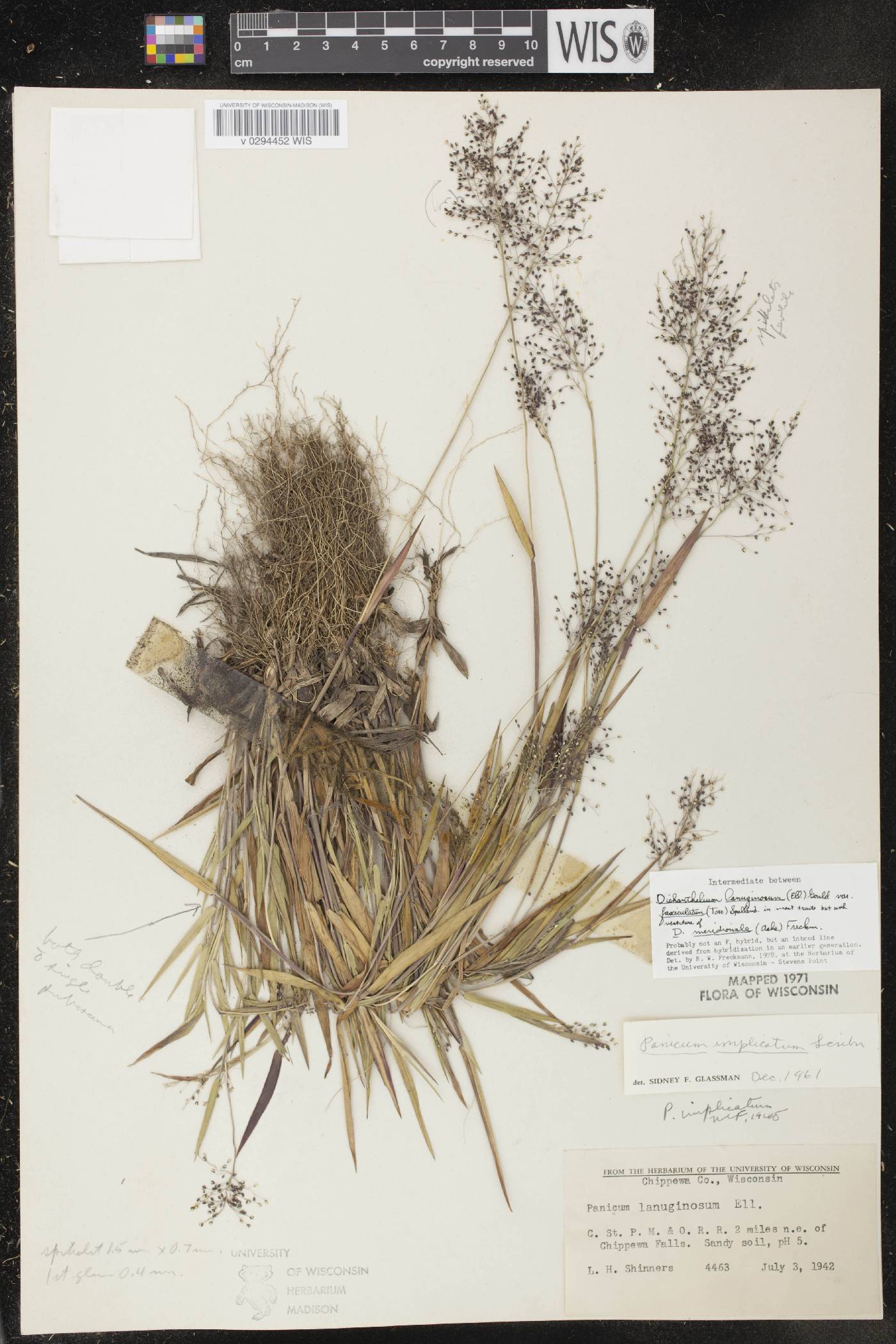Dichanthelium meridionale image